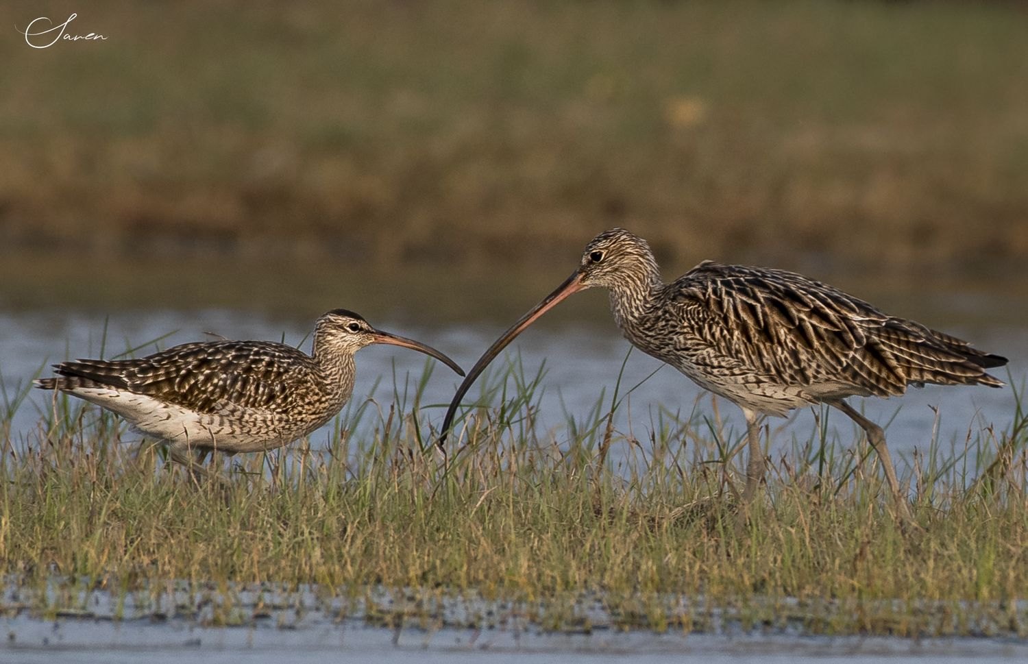 A Whimbrel and a Eurasian Curlew feeding side by side in shallow water and grass, showing the size and bill-length difference between them.