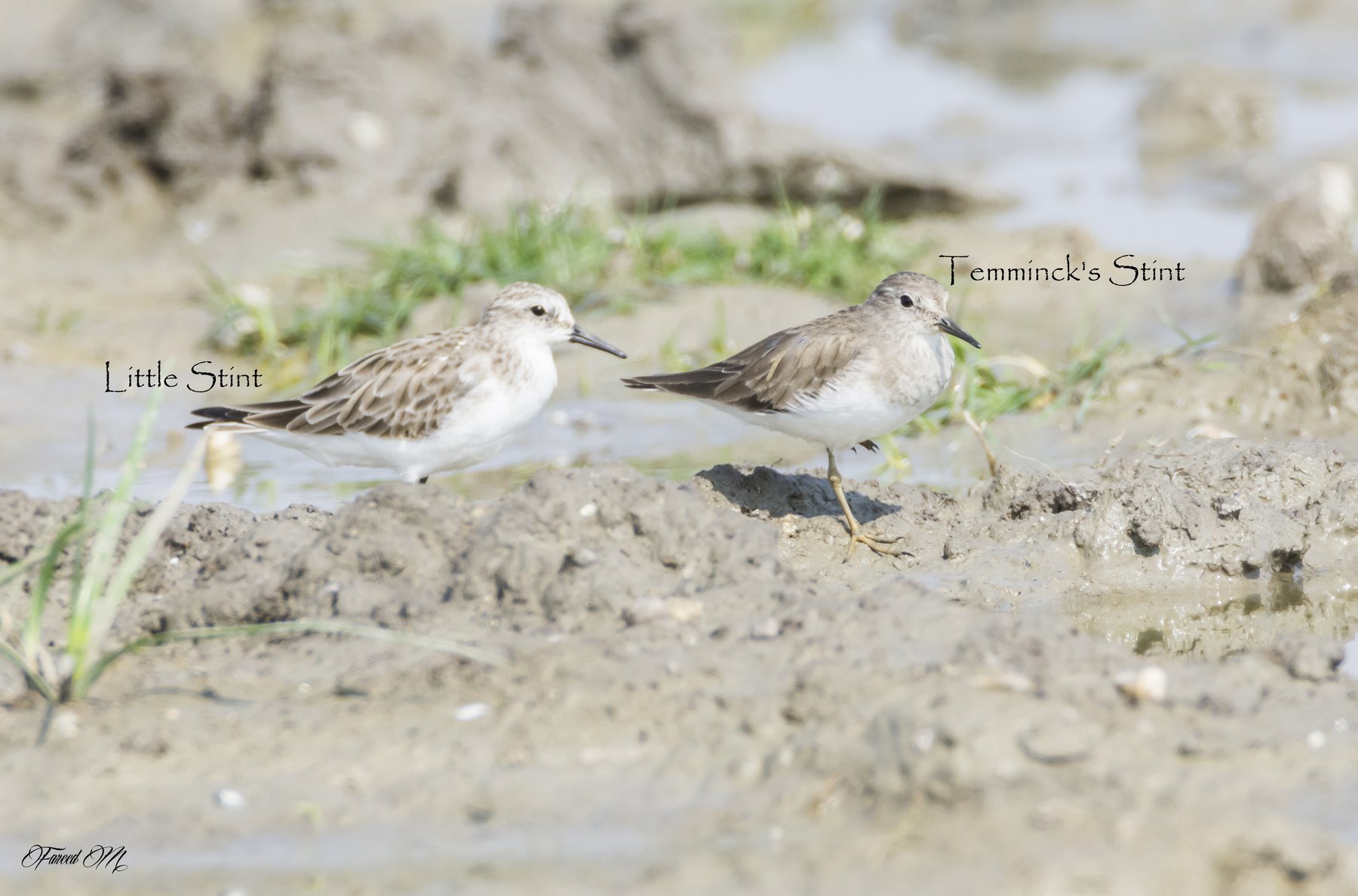 A Little Stint and a Temminck's Stint standing on wet mud in the same frame, each labelled, showing the difference in leg colour and plumage tone.