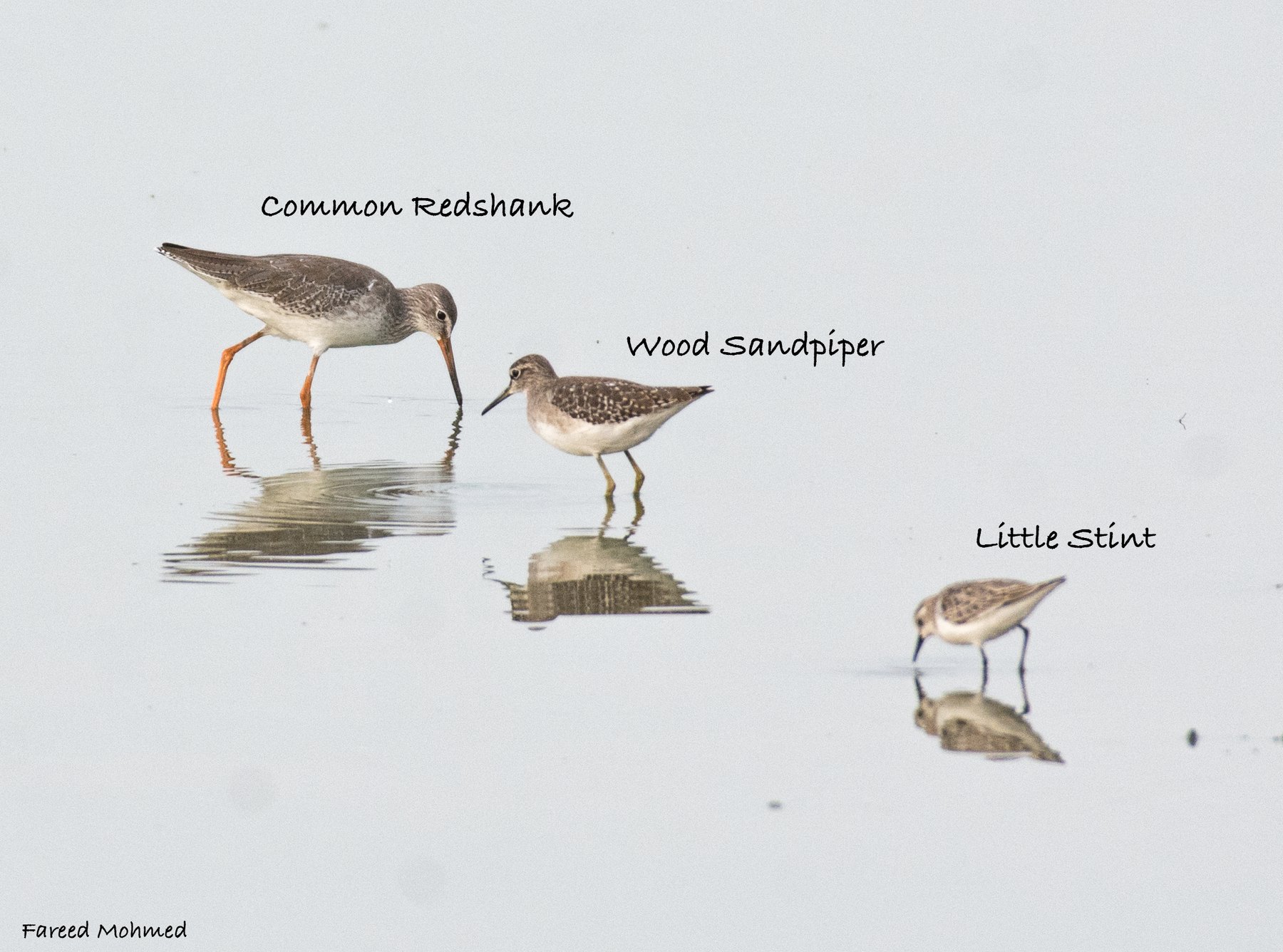 Common Redshank, Wood Sandpiper and Little Stint feeding in the same shallow water, each labelled, showing the size difference between them.