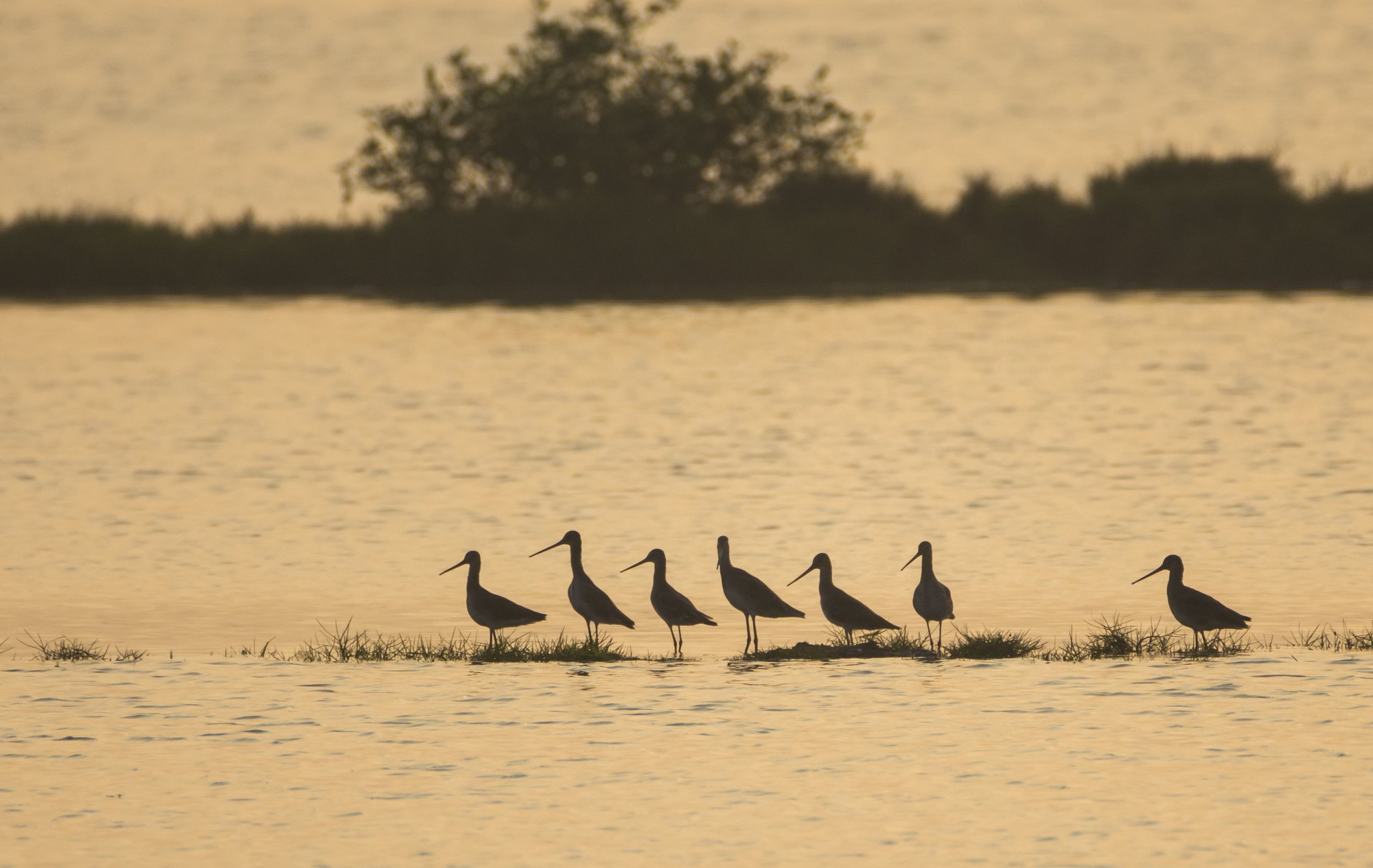 A line of godwits standing on a low grassy bar in shallow water at sunrise, silhouetted against gold-lit water.