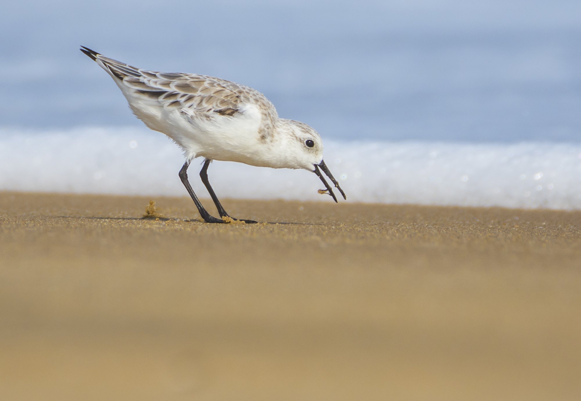 A Sanderling feeding on wet sand photographed from ground level, the beach in front of it thrown completely out of focus and the surf a soft band behind.