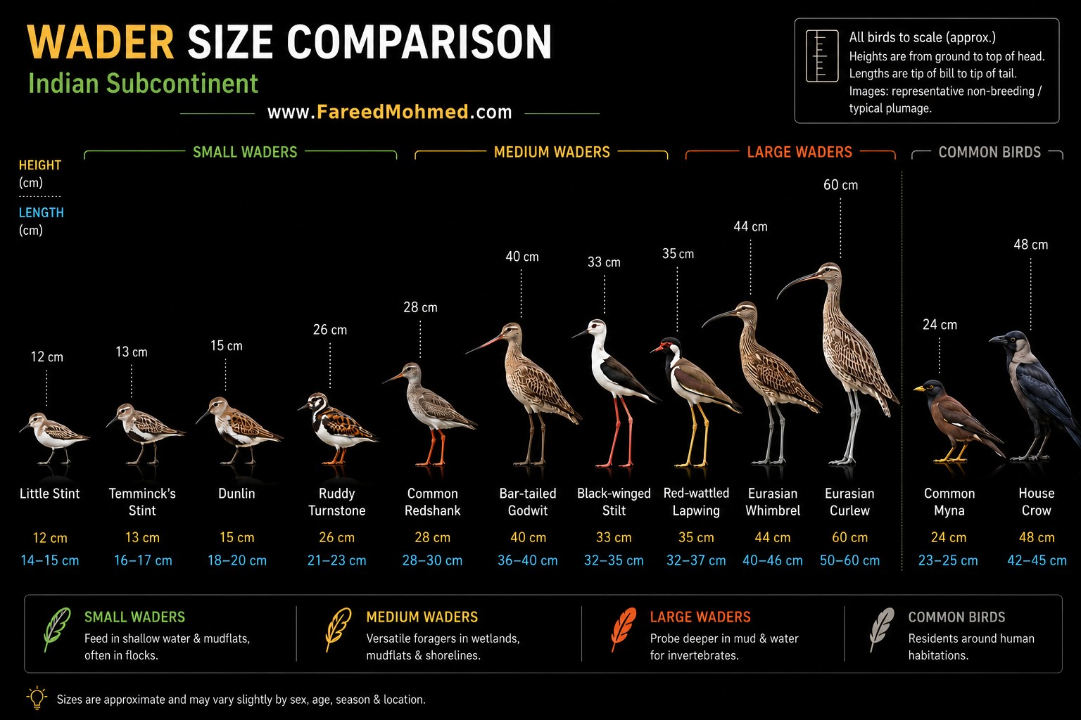 Wader size comparison for the Indian subcontinent: Little Stint, Temminck's Stint, Dunlin, Ruddy Turnstone, Common Redshank, Bar-tailed Godwit, Black-winged Stilt, Red-wattled Lapwing, Eurasian Whimbrel and Eurasian Curlew shown to scale, with Common Myna and House Crow for reference.