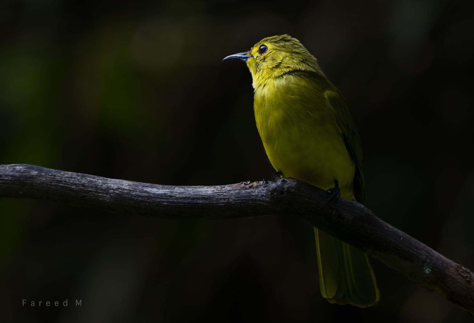 A Yellow-browed Bulbul perched on a bare branch, lit from the side against dark forest.