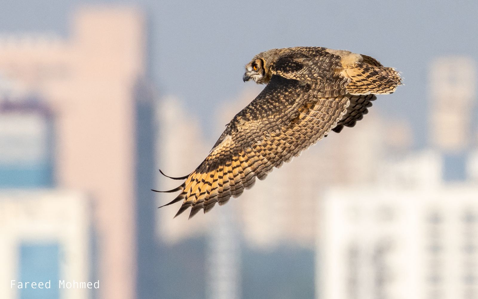 An eagle-owl in full flight, wings spread wide, city towers softly blurred behind it.