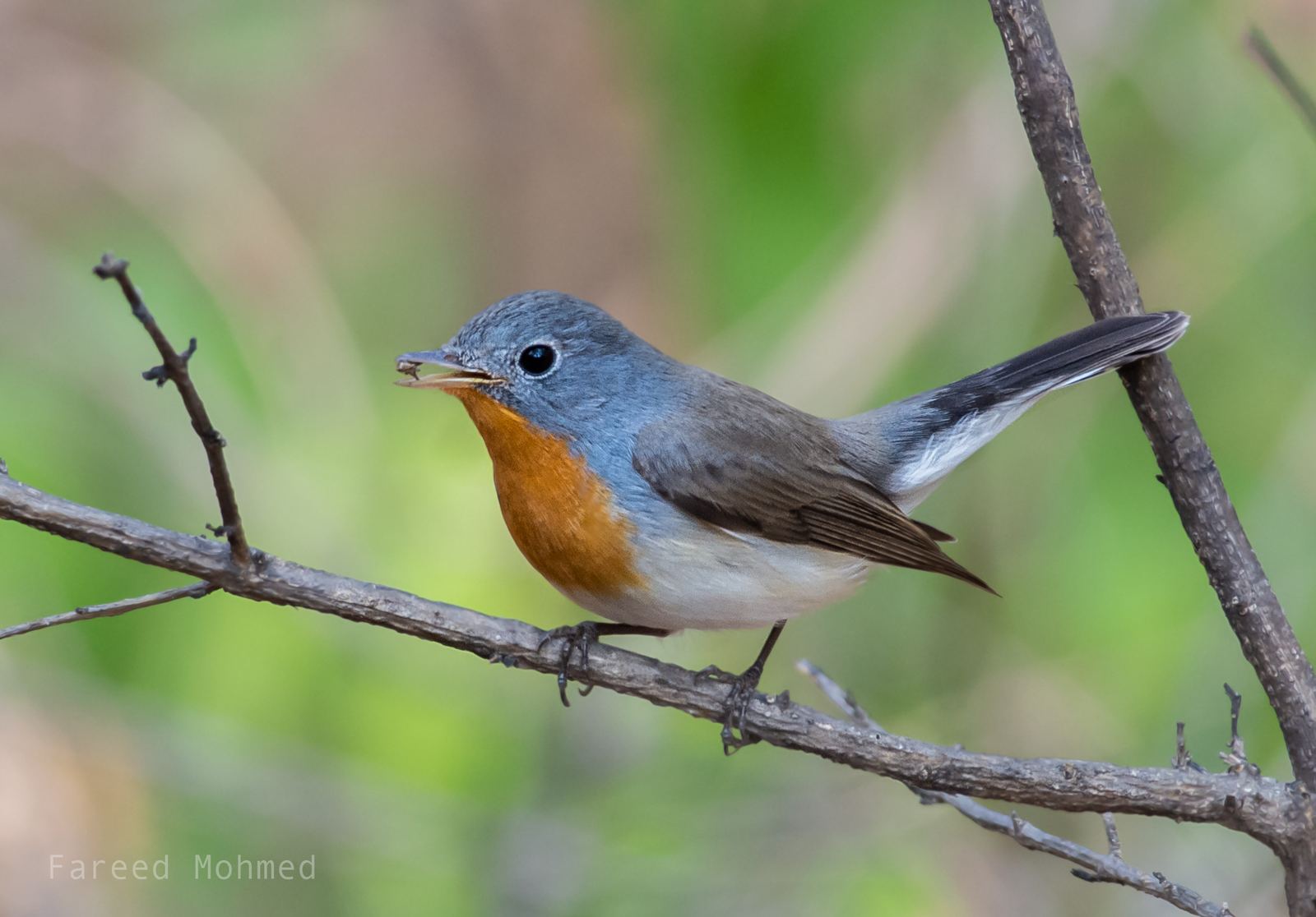 A Red-throated Flycatcher with an insect in its beak, perched on a bare twig.