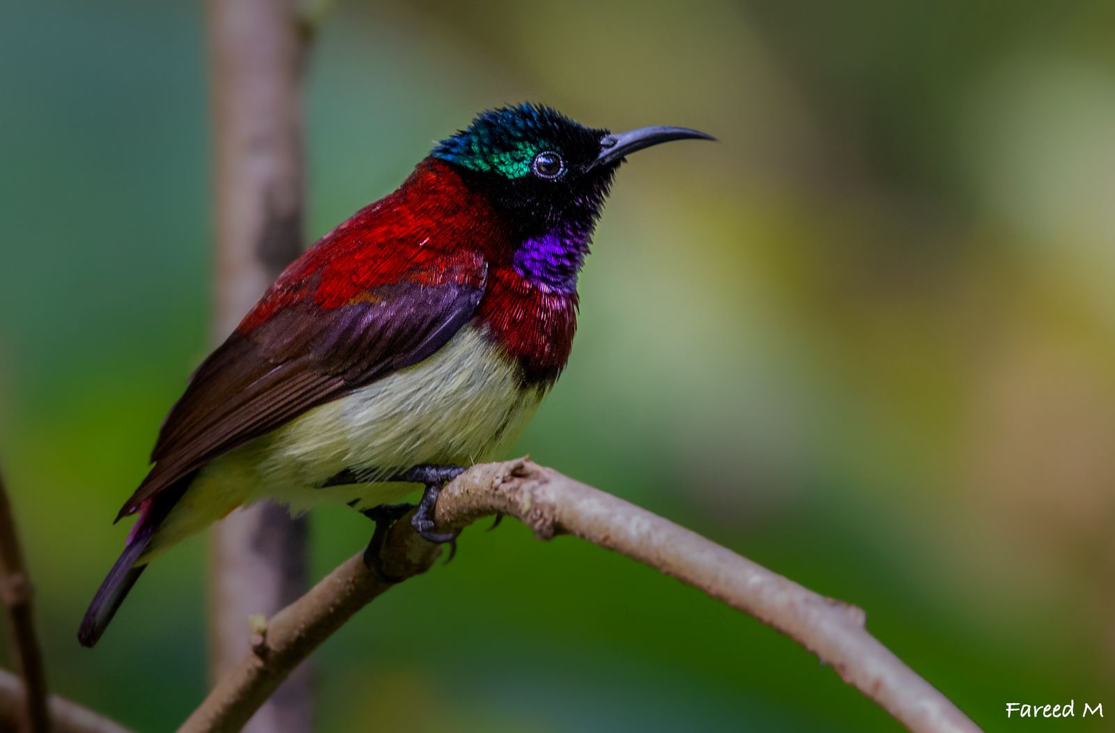 A Crimson-backed Sunbird with iridescent plumage, perched on a slender branch.