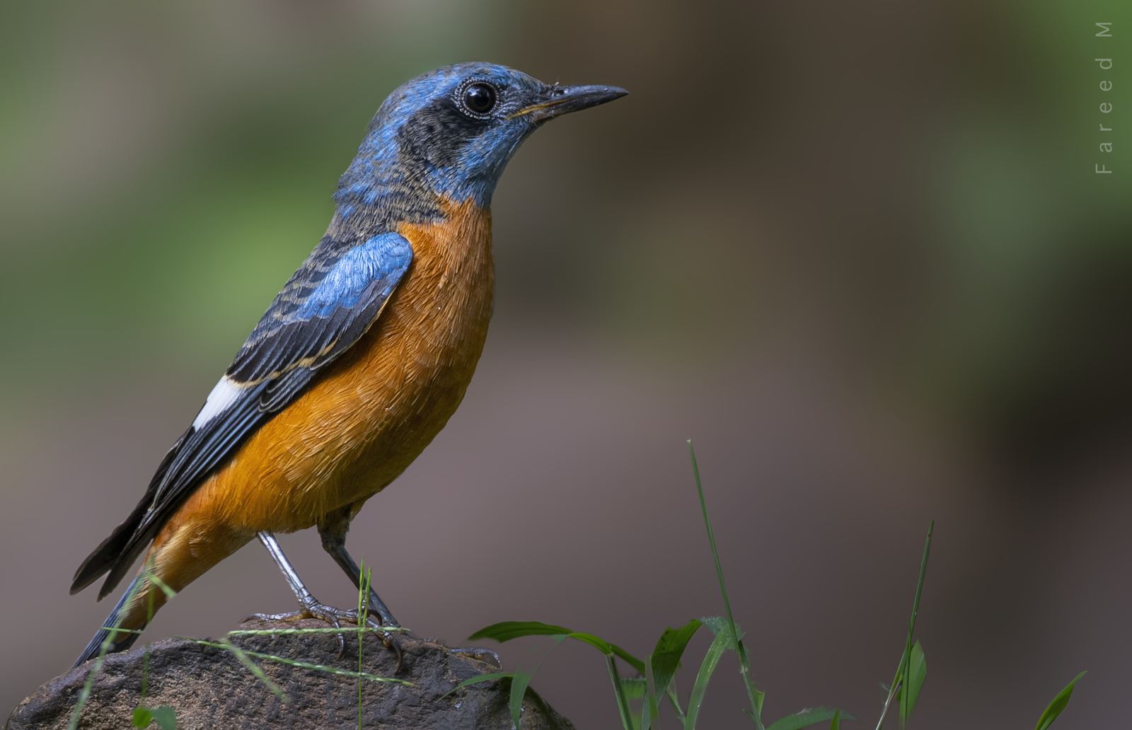A male Blue-capped Rock Thrush in breeding plumage, standing on a grass-fringed boulder.