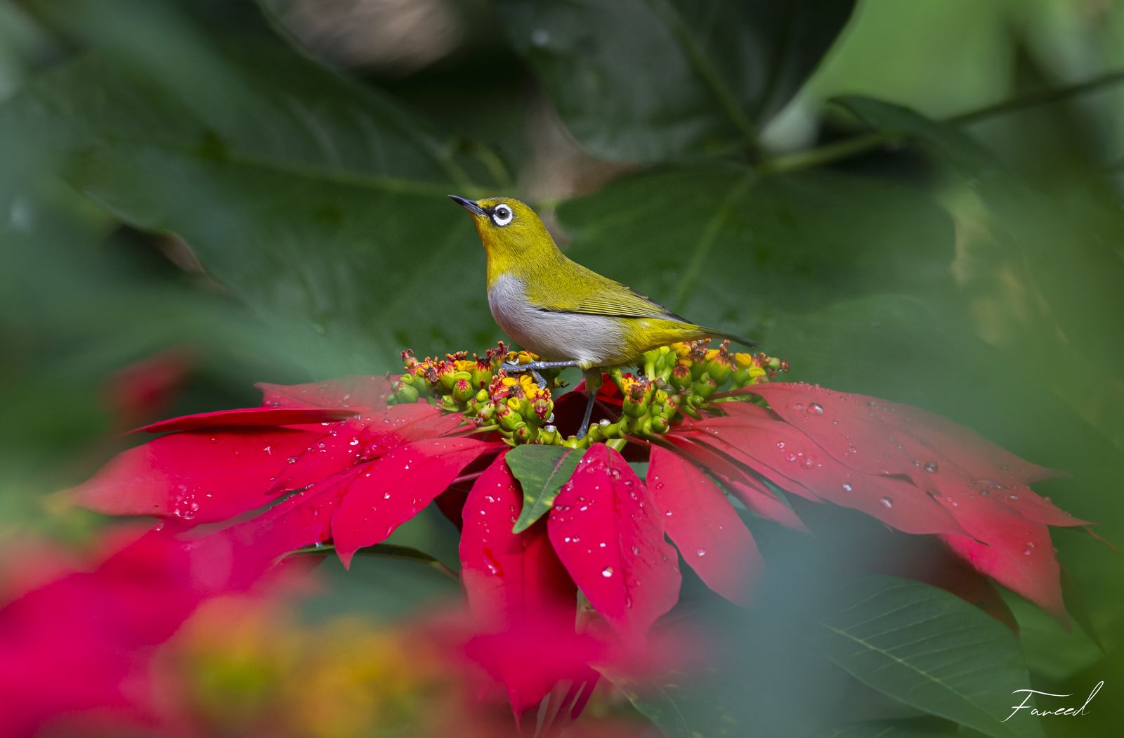 An Oriental White-eye perched among red poinsettia bracts, beaded with rain.