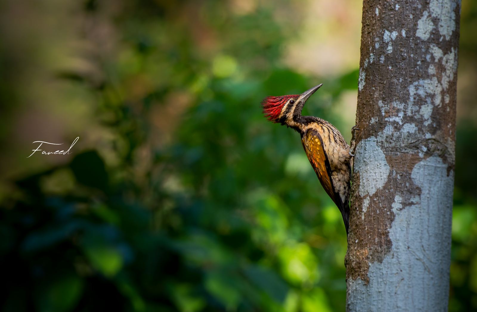 A Greater Flameback woodpecker with crimson crest raised, clinging to a lichen-covered trunk.