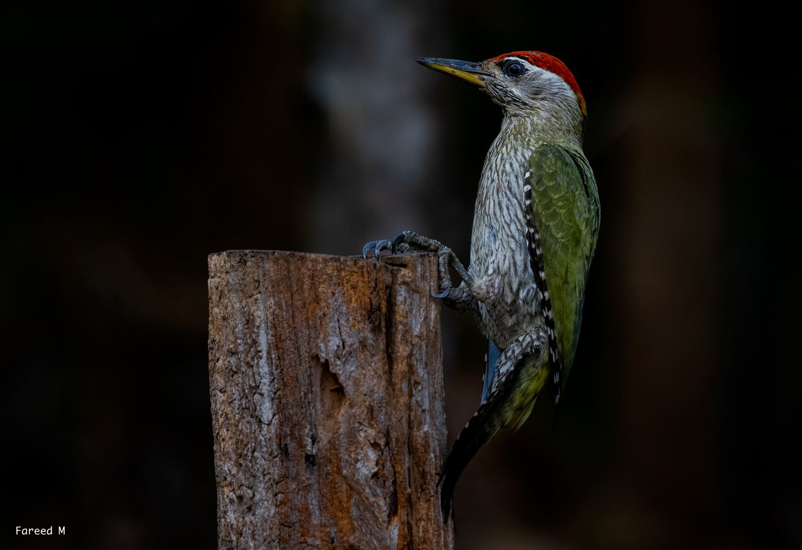 A Streak-throated Woodpecker gripping the edge of a bare tree stump, red crown catching the light.