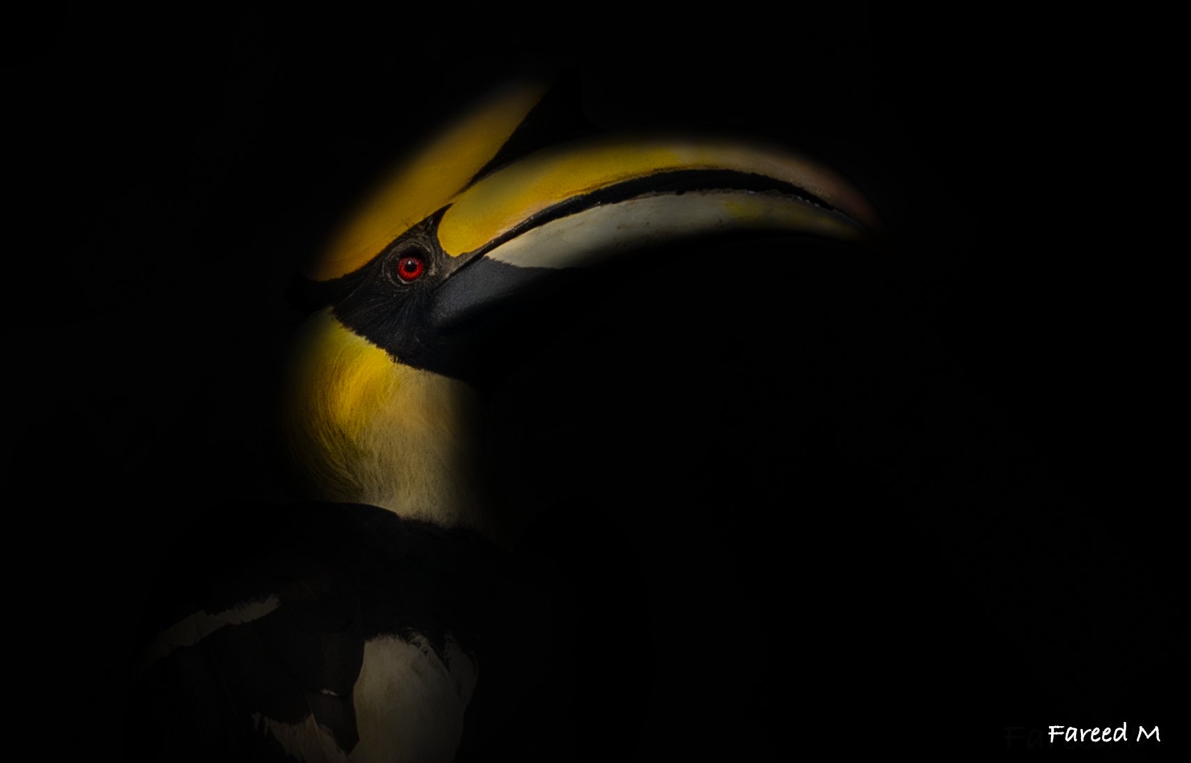 A Great Hornbill's head lit by a single shaft of light, the rest of the bird lost in shadow.