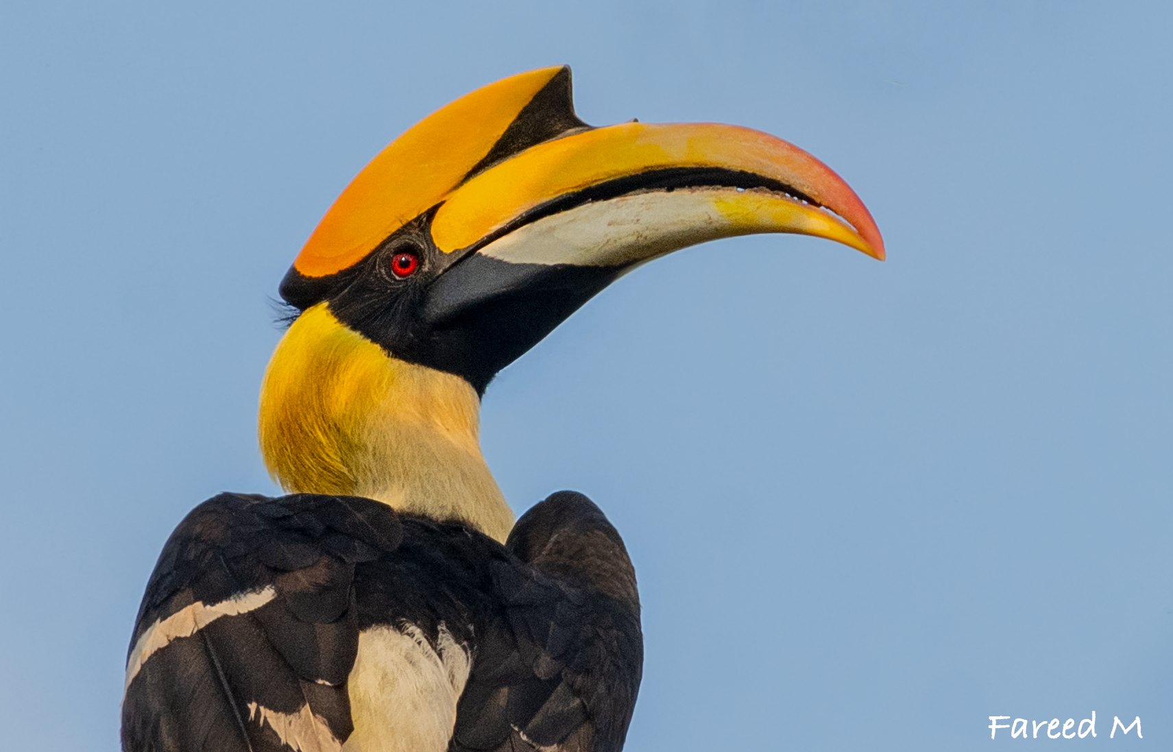 A Great Hornbill in profile against pale sky, the yellow casque and long curved bill catching early light.
