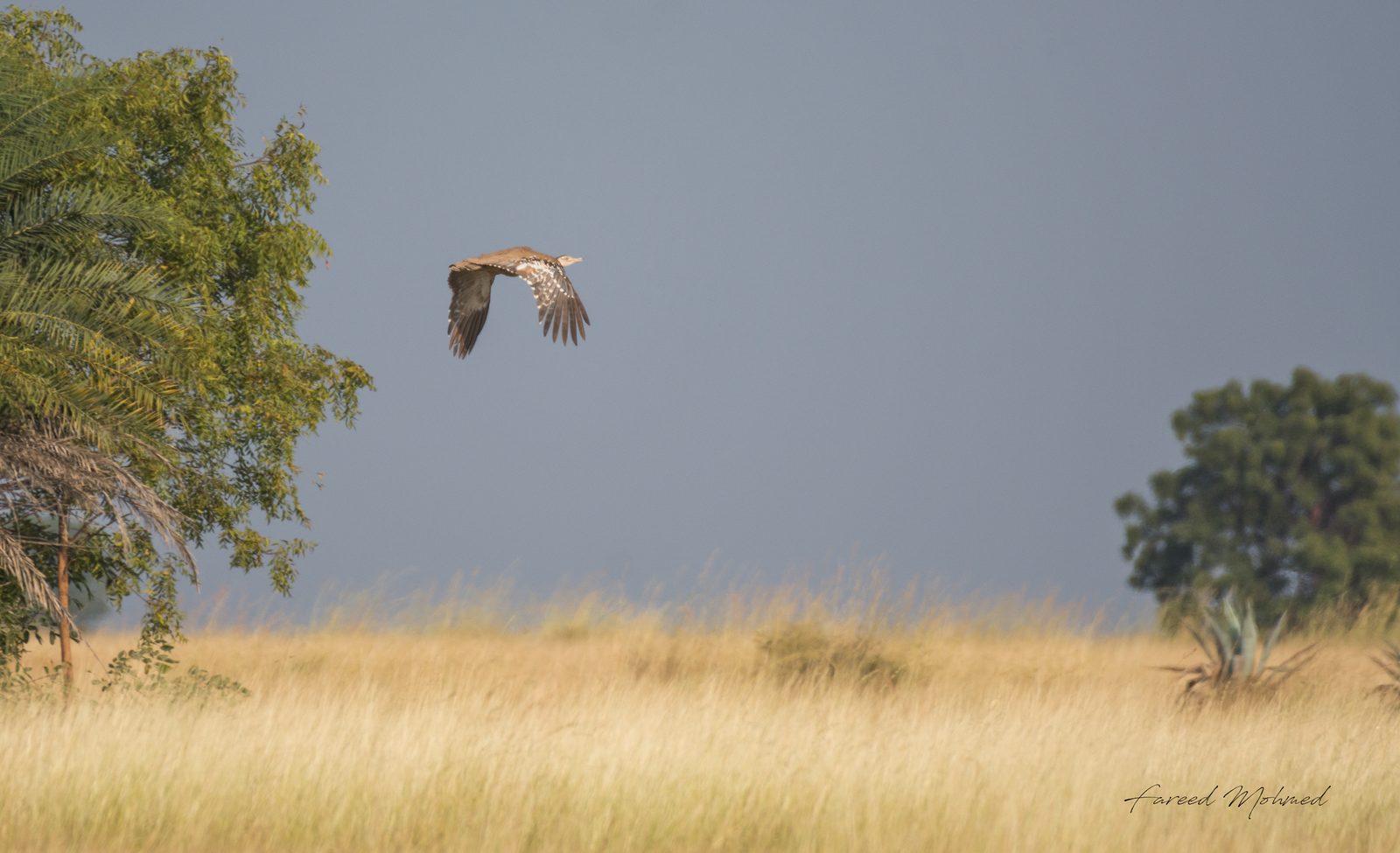 A Great Indian Bustard in low flight across grassland against a dark storm sky.