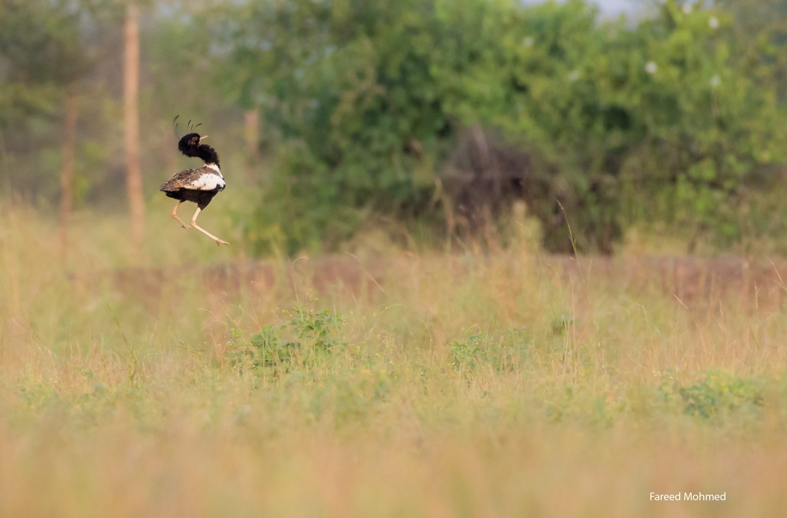A male Lesser Florican mid-leap above tall grassland, legs tucked, head plumes streaming.