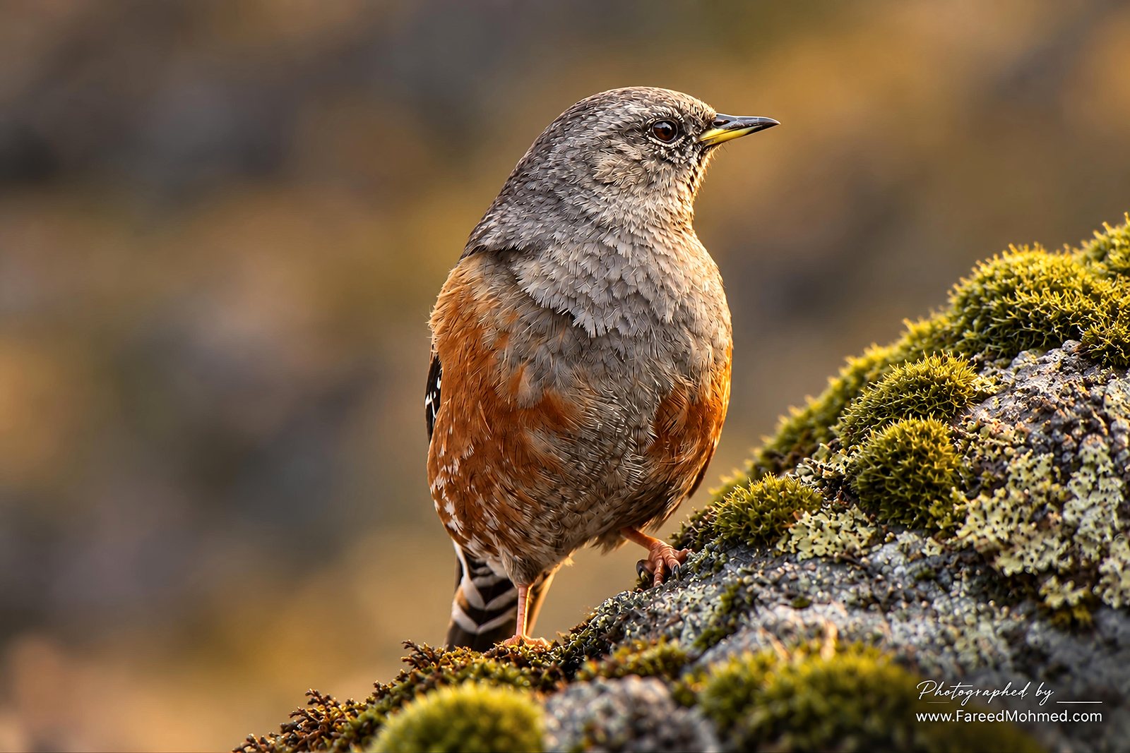 Alpine Accentor photographed in India by Fareed Mohmed