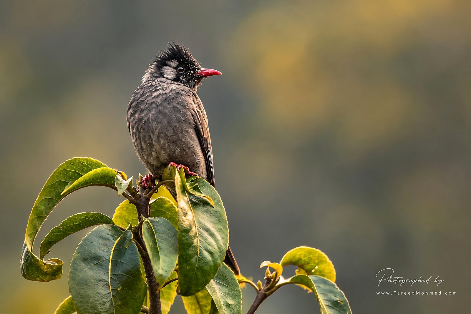 Black Bulbul photographed in India by Fareed Mohmed