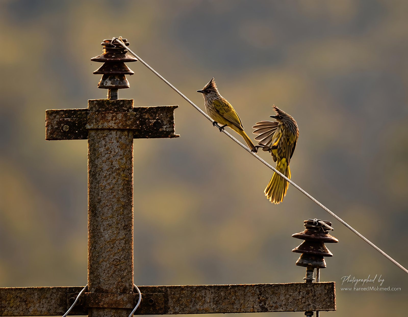 Striated Bulbul photographed in India by Fareed Mohmed