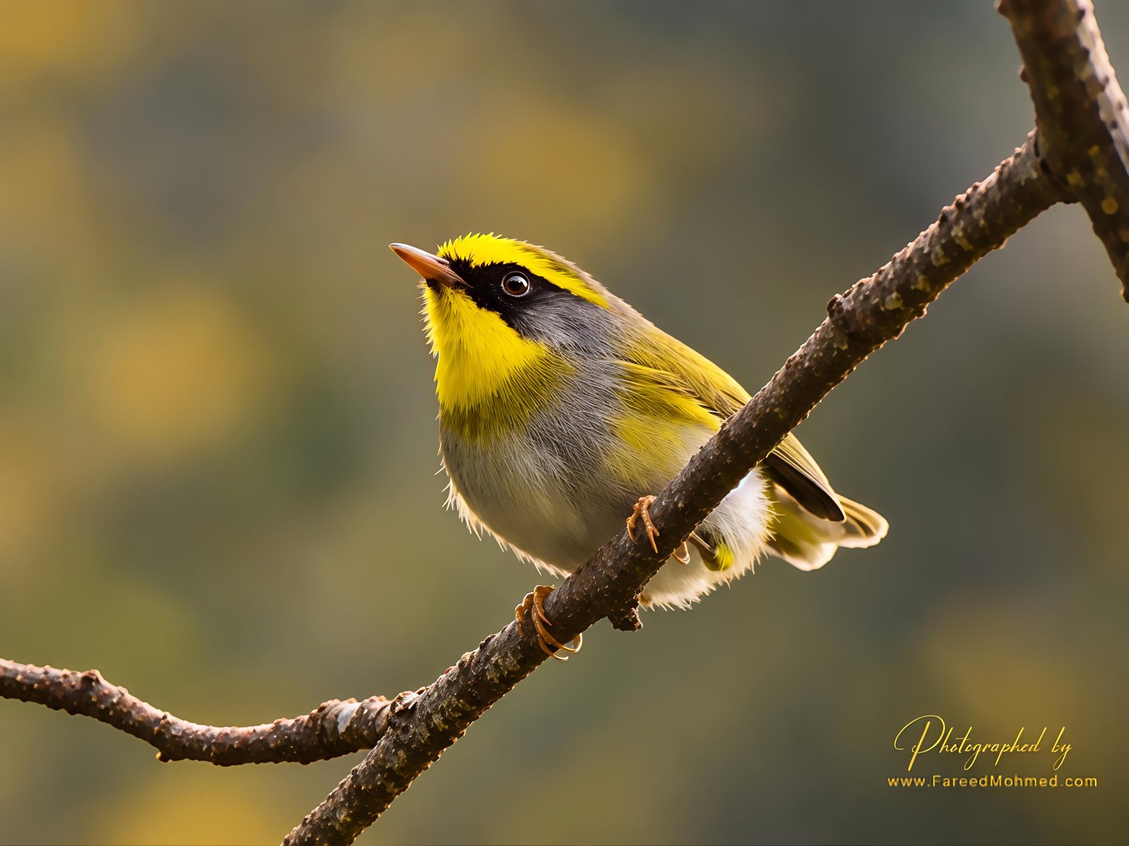Black-faced Warbler photographed in India by Fareed Mohmed