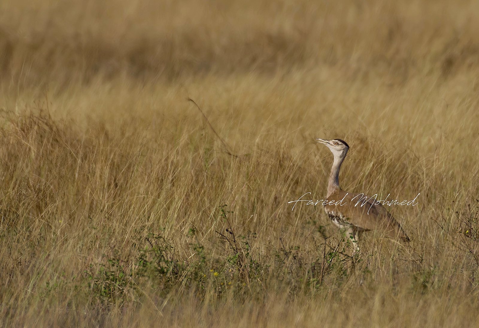 Great Indian Bustard photographed in India by Fareed Mohmed
