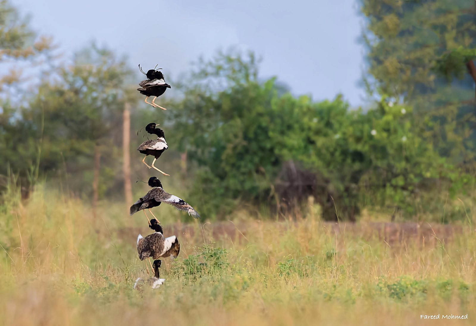 Lesser Florican photographed in India by Fareed Mohmed