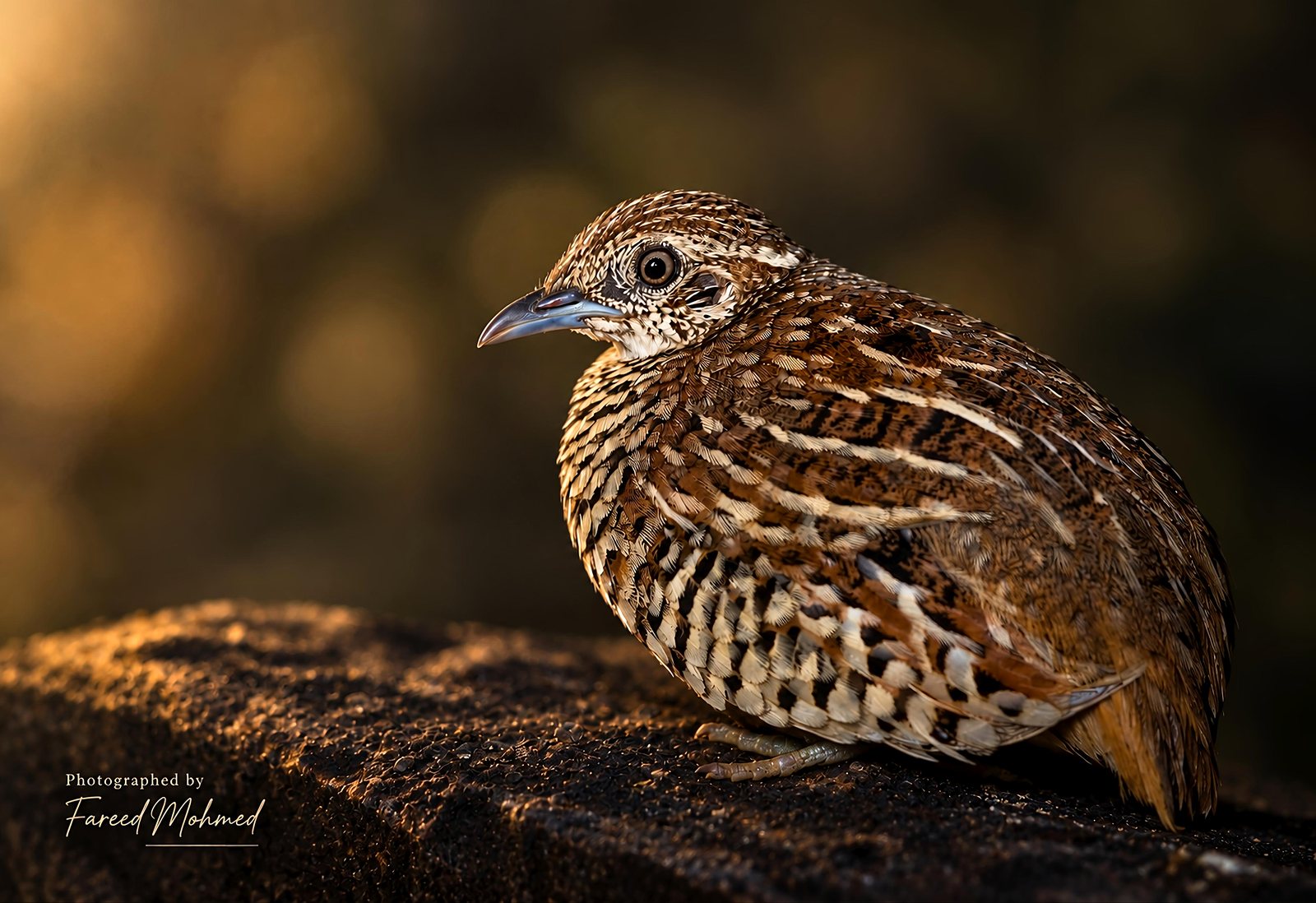 Barred Buttonquail photographed in India by Fareed Mohmed