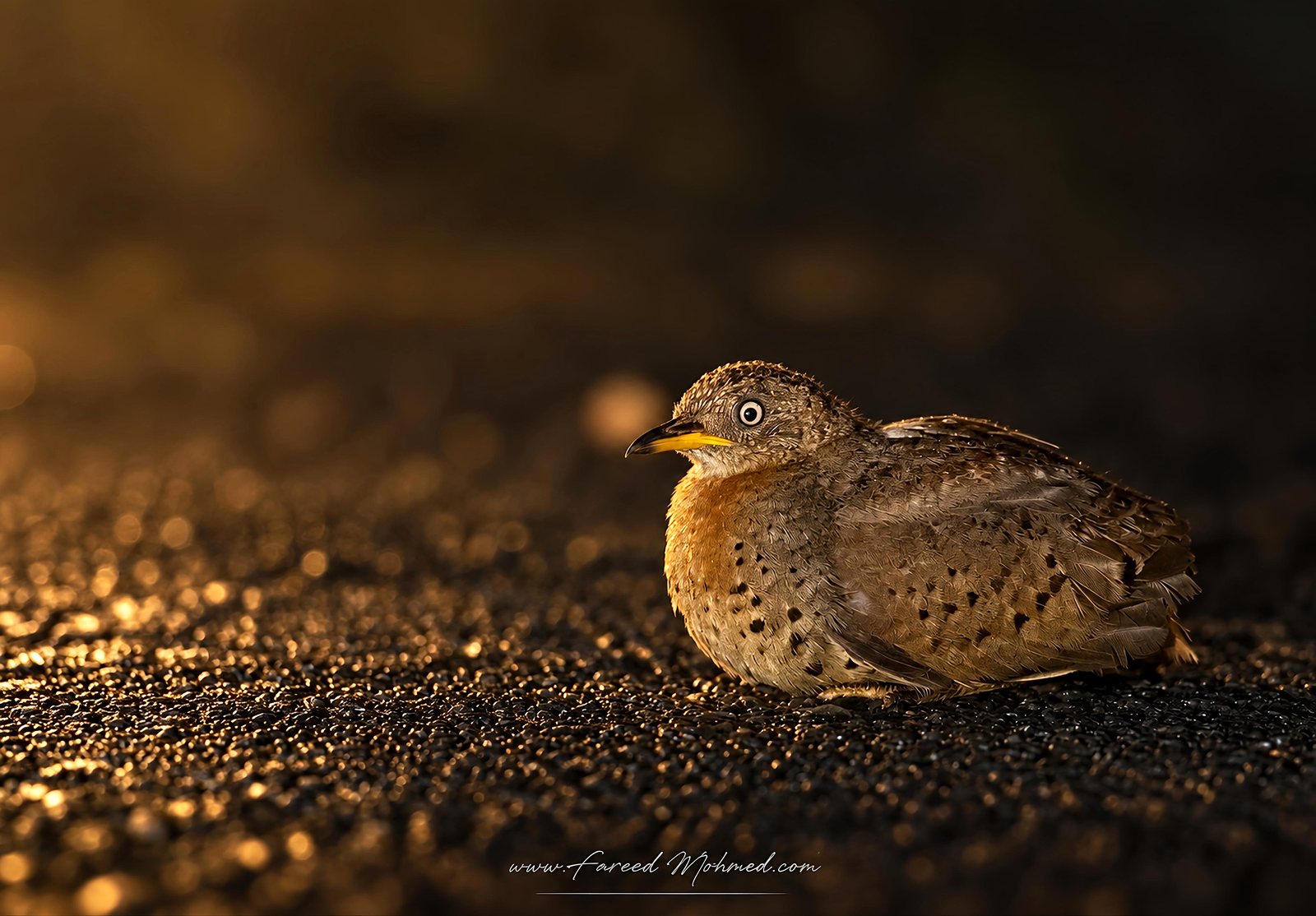 Yellow-legged Buttonquail photographed in India by Fareed Mohmed