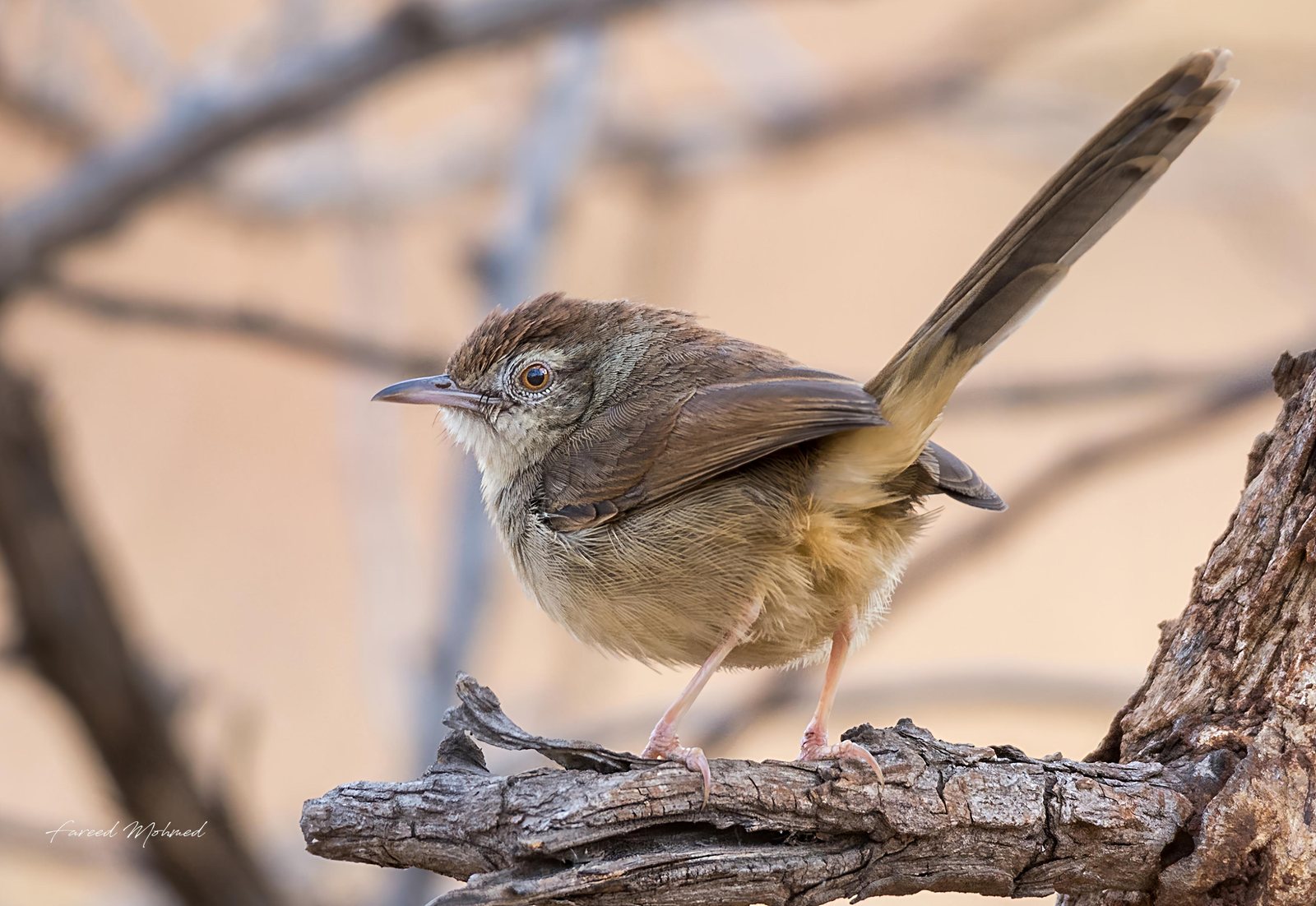 Jungle Prinia photographed in India by Fareed Mohmed