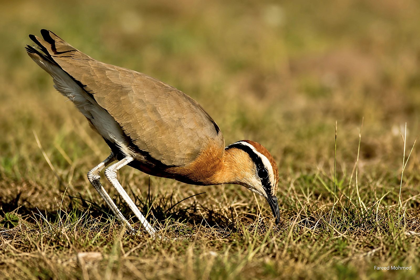 Indian Courser photographed in India by Fareed Mohmed