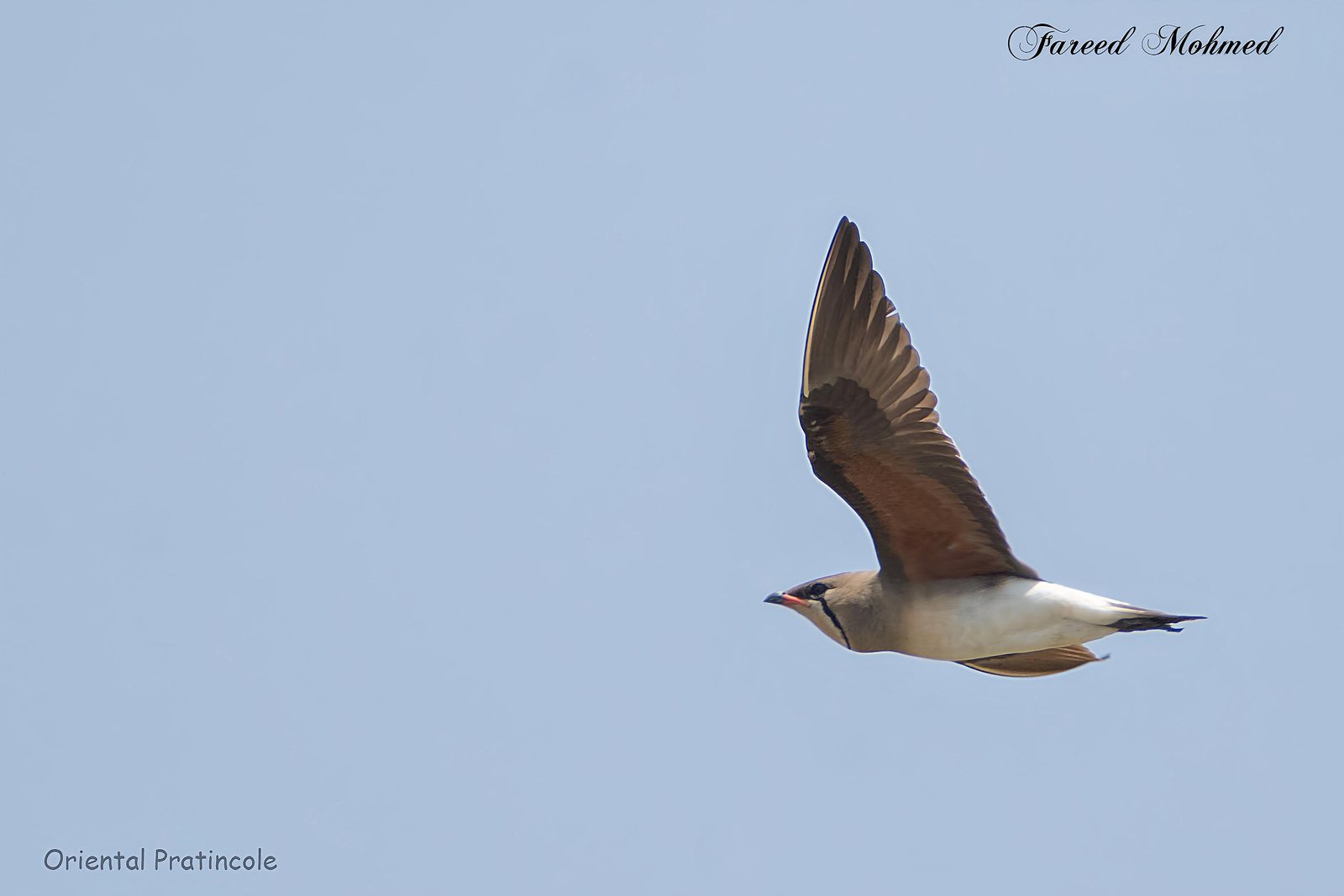 Oriental Pratincole photographed in India by Fareed Mohmed