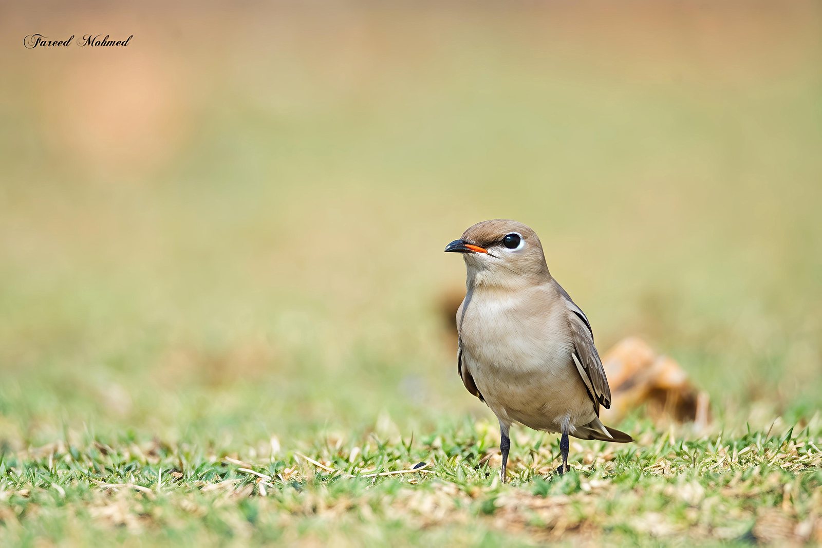 Small Pratincole photographed in India by Fareed Mohmed