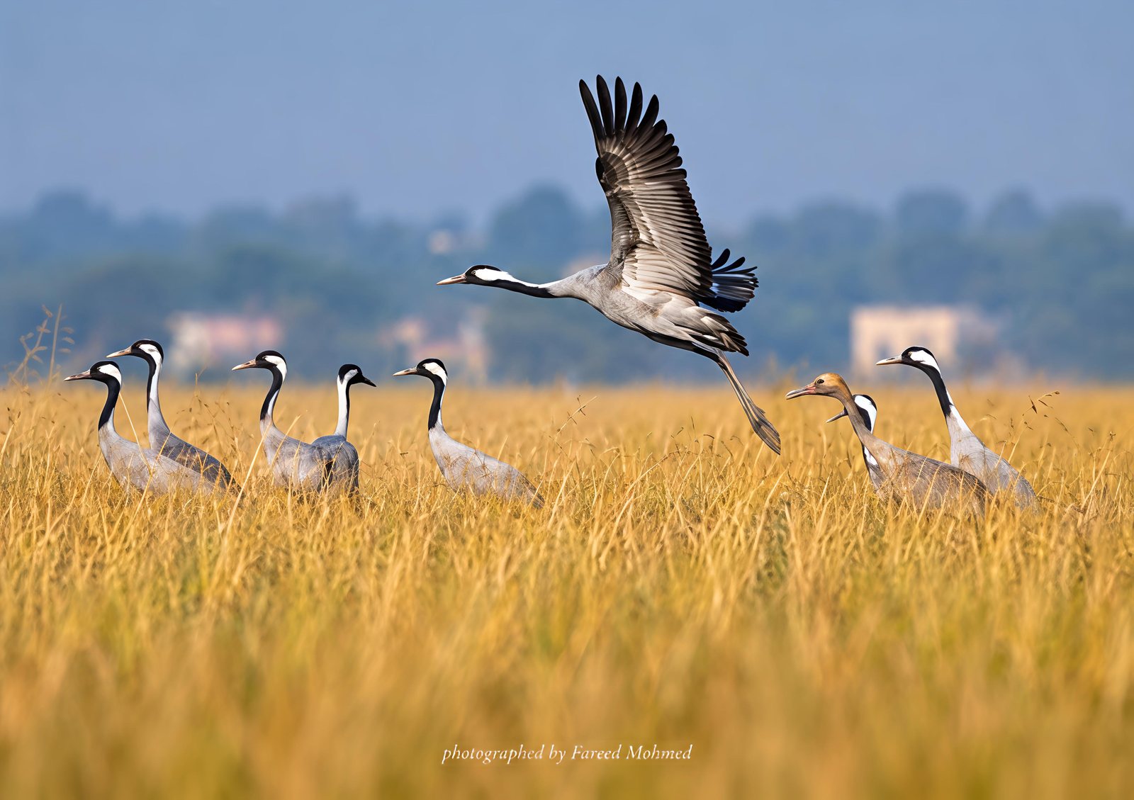 Common Crane photographed in India by Fareed Mohmed