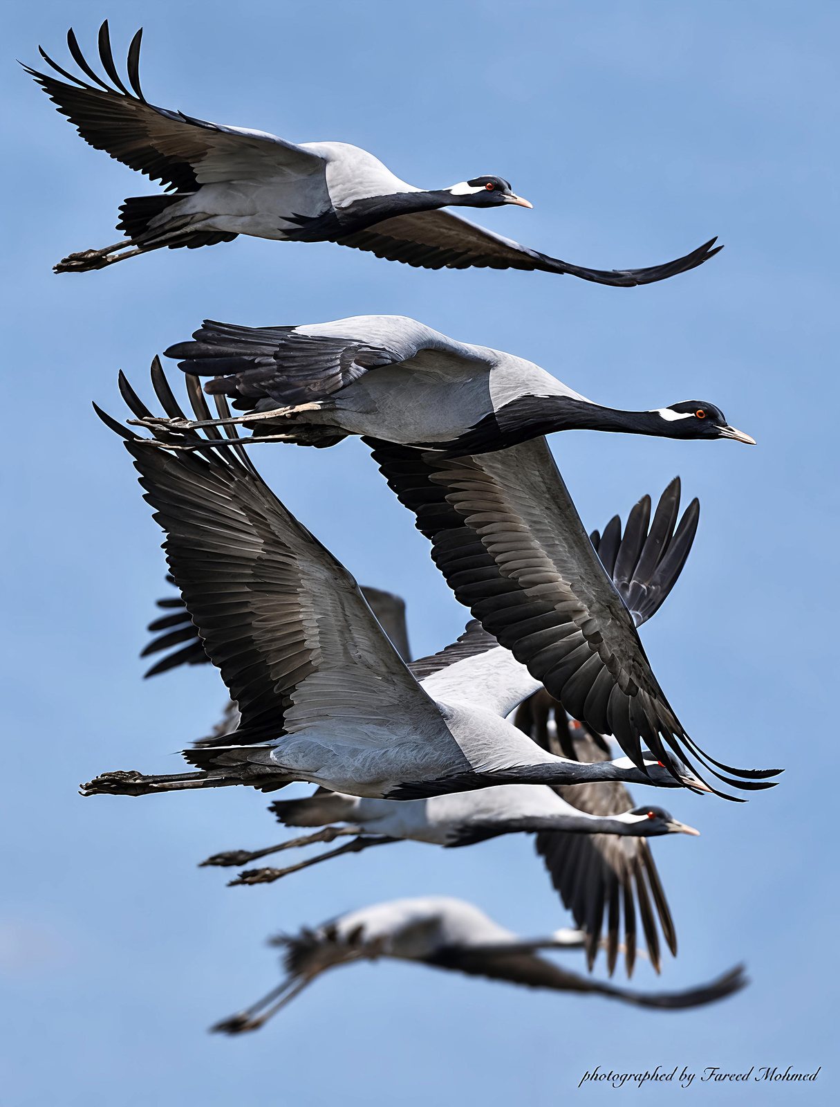Demoiselle Crane photographed in India by Fareed Mohmed