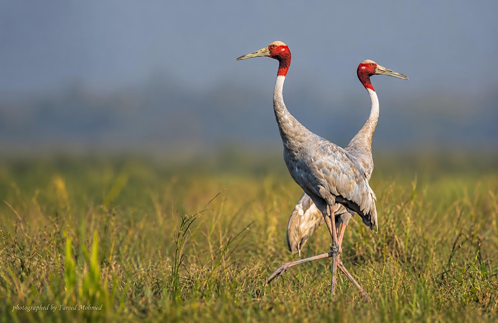 Sarus Crane photographed in India by Fareed Mohmed