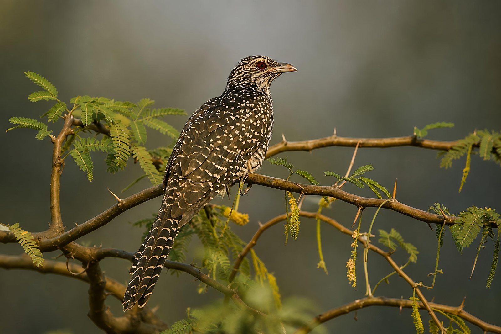 Asian Koel photographed in India by Fareed Mohmed