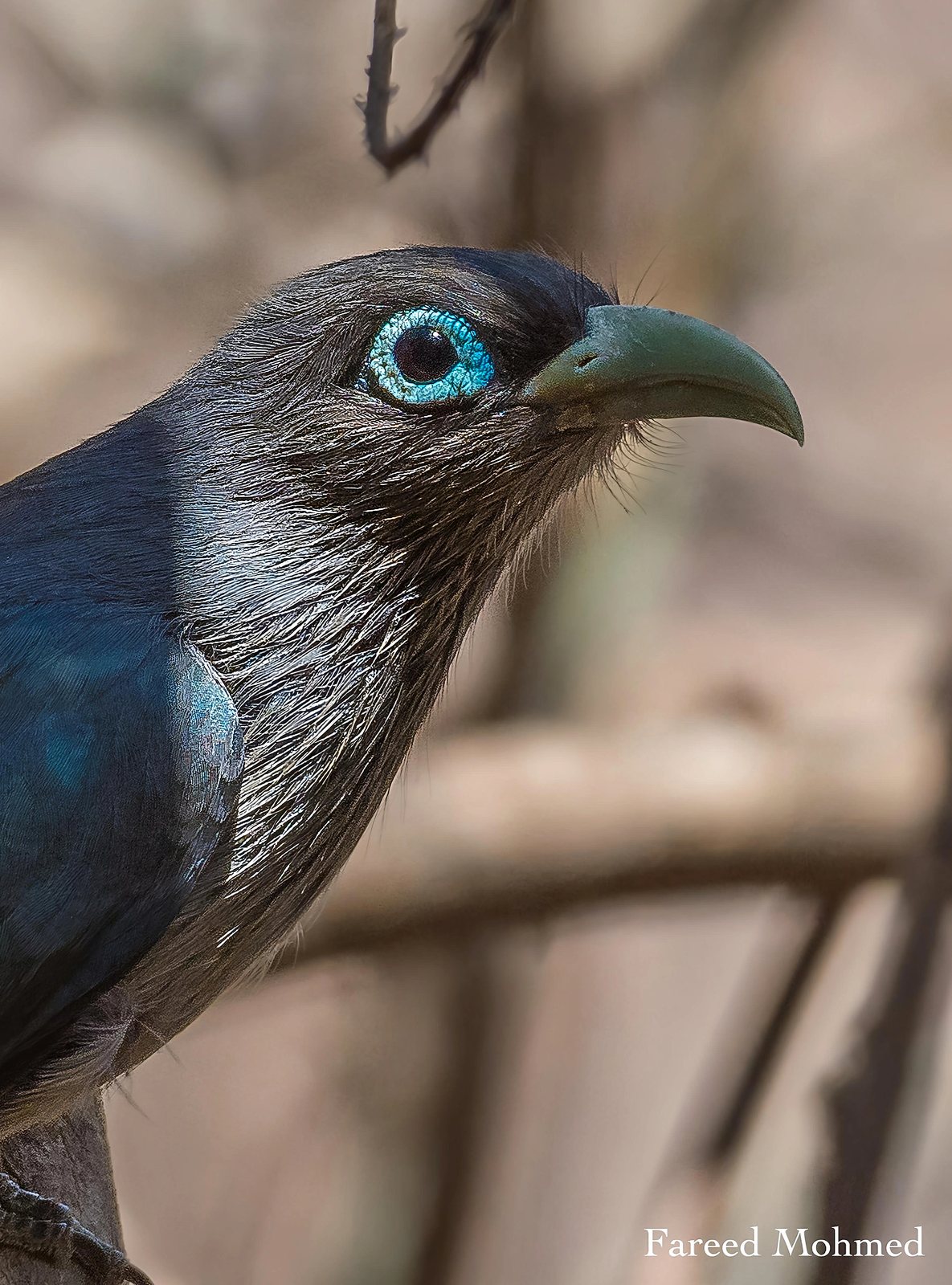 Blue-faced Malkoha photographed in India by Fareed Mohmed
