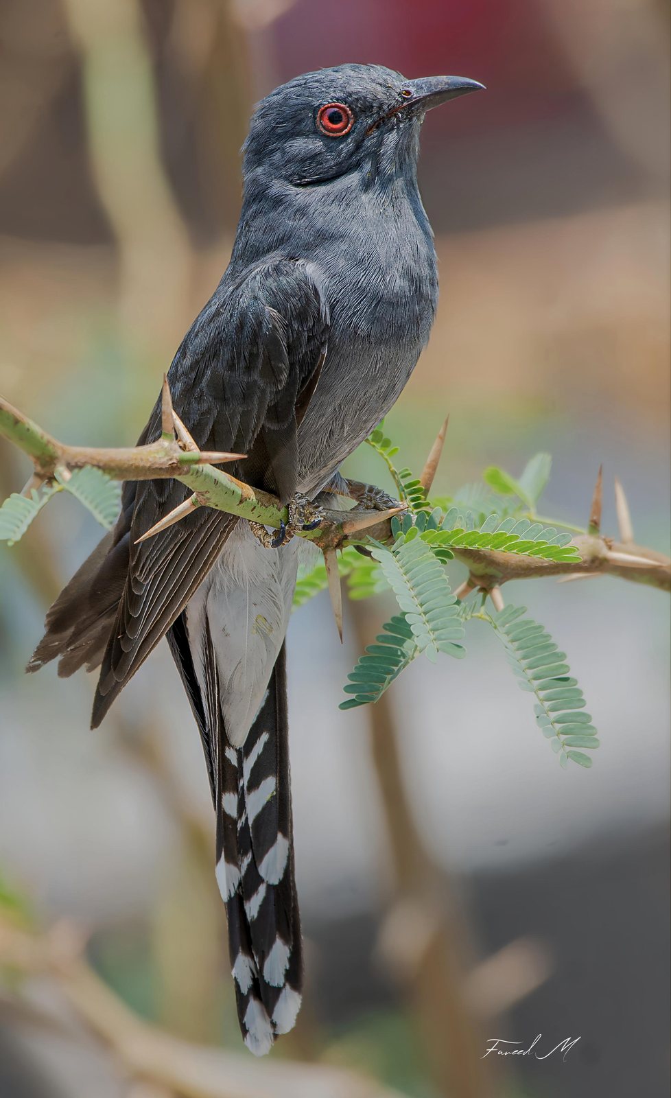 Gray-bellied Cuckoo photographed in India by Fareed Mohmed