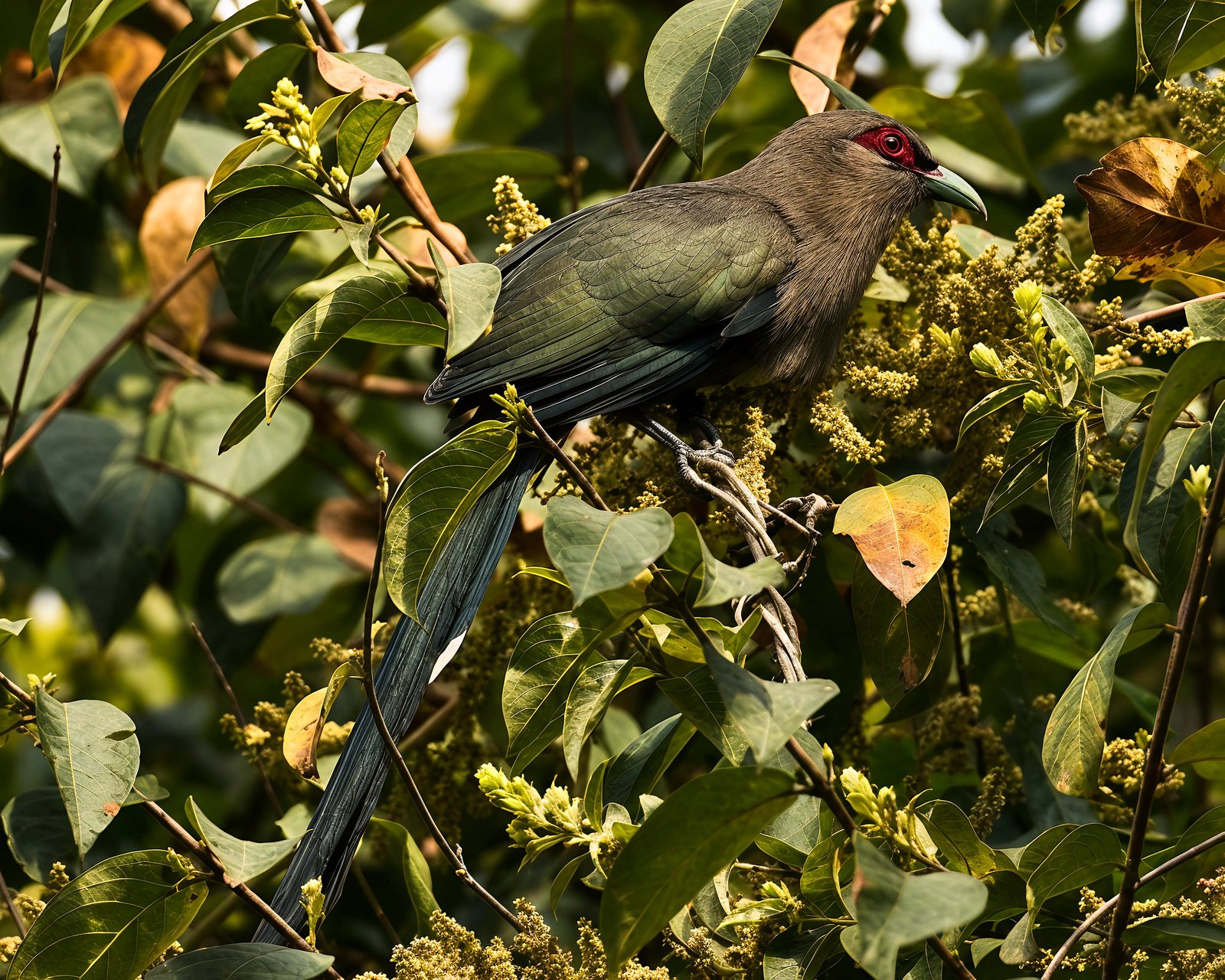 Green-billed Malkoha photographed in India by Fareed Mohmed