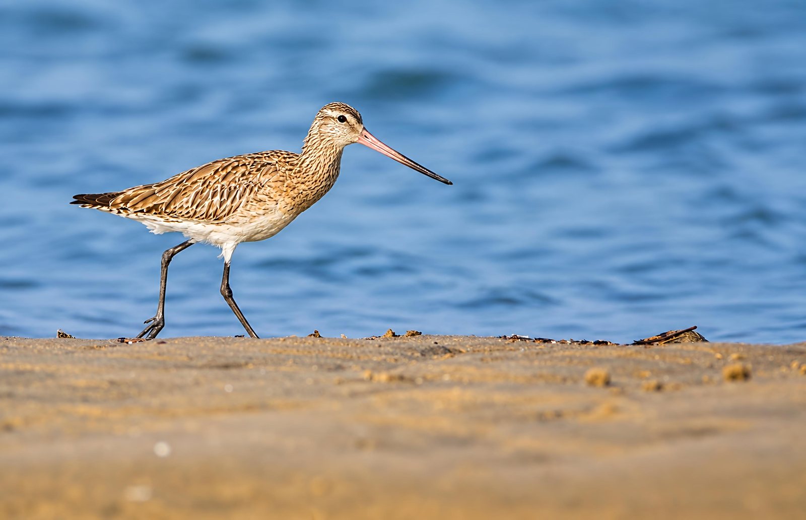 Bar-tailed Godwit photographed in India by Fareed Mohmed