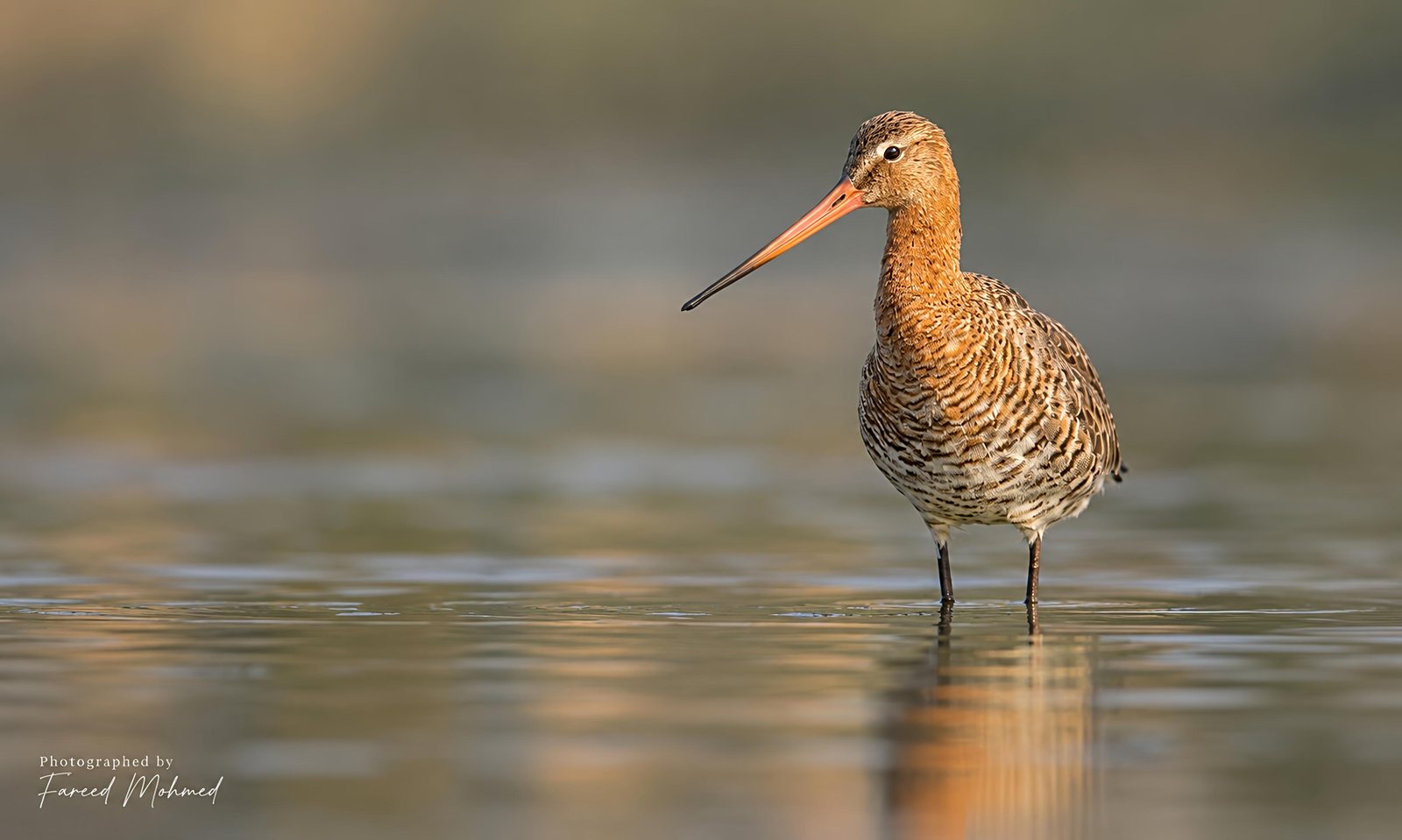 Black-tailed Godwit photographed in India by Fareed Mohmed