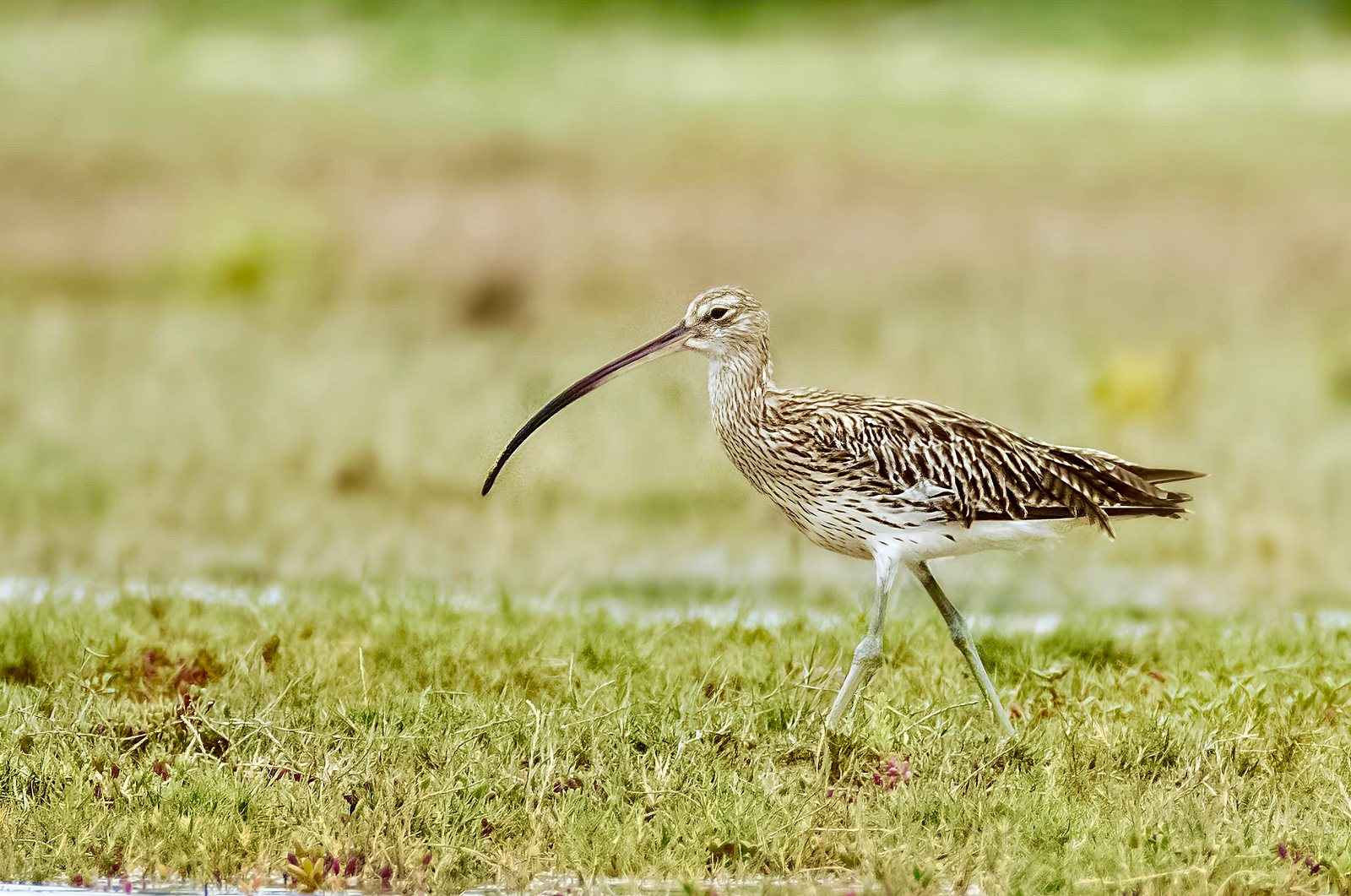 Eurasian Curlew photographed in India by Fareed Mohmed