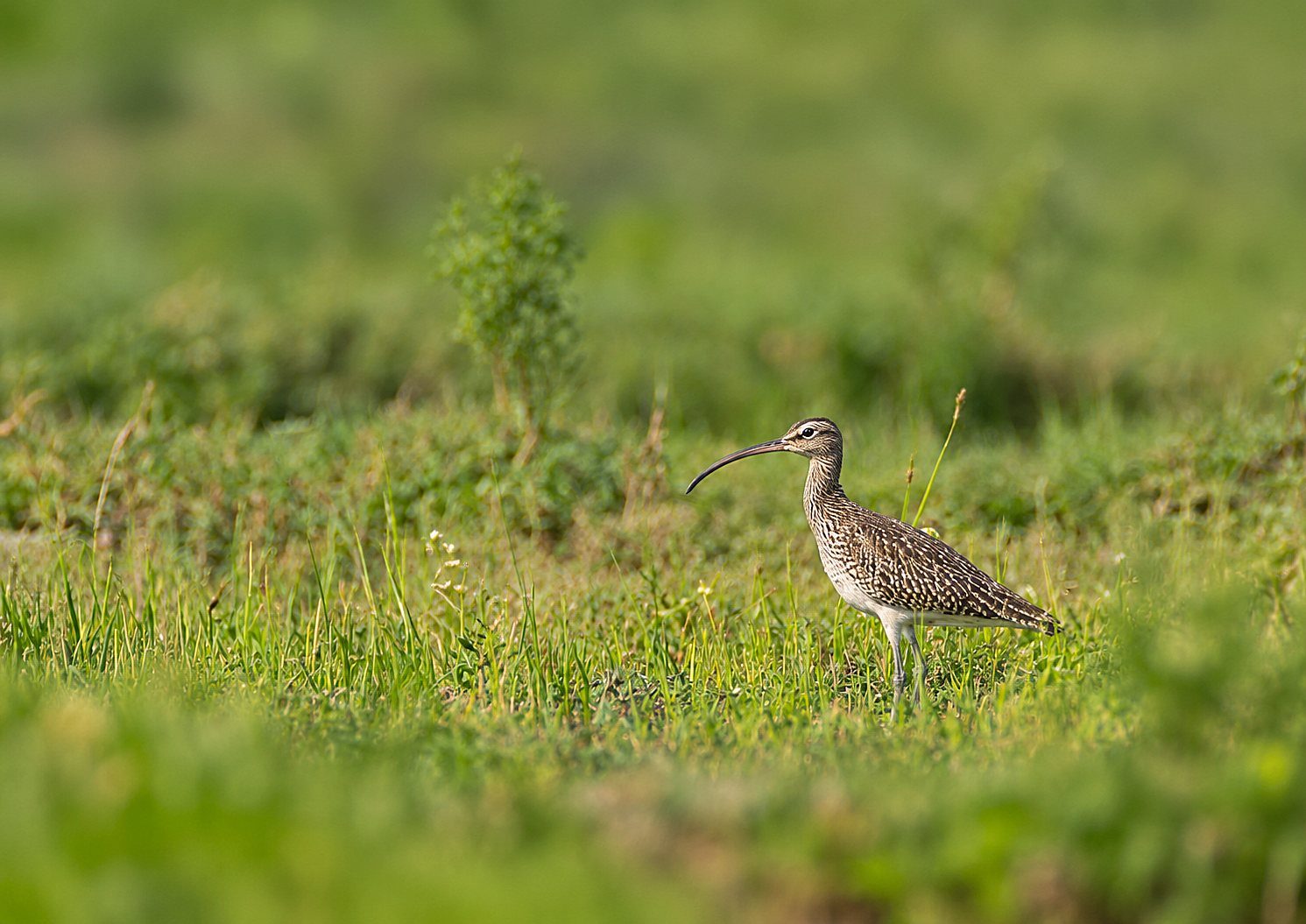 Eurasian Whimbrel photographed in India by Fareed Mohmed