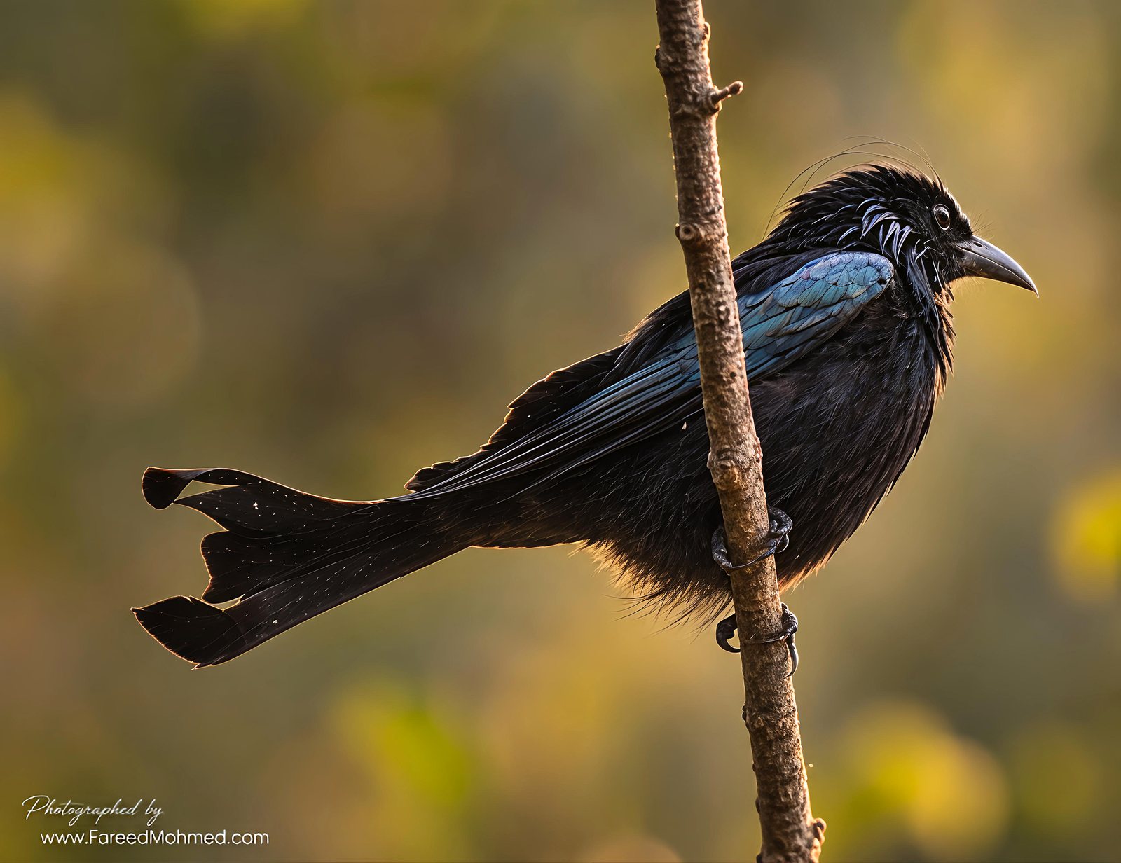 Hair-crested Drongo photographed in India by Fareed Mohmed