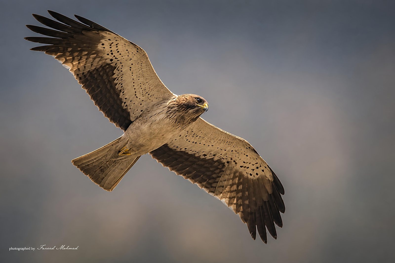 Booted Eagle photographed in India by Fareed Mohmed