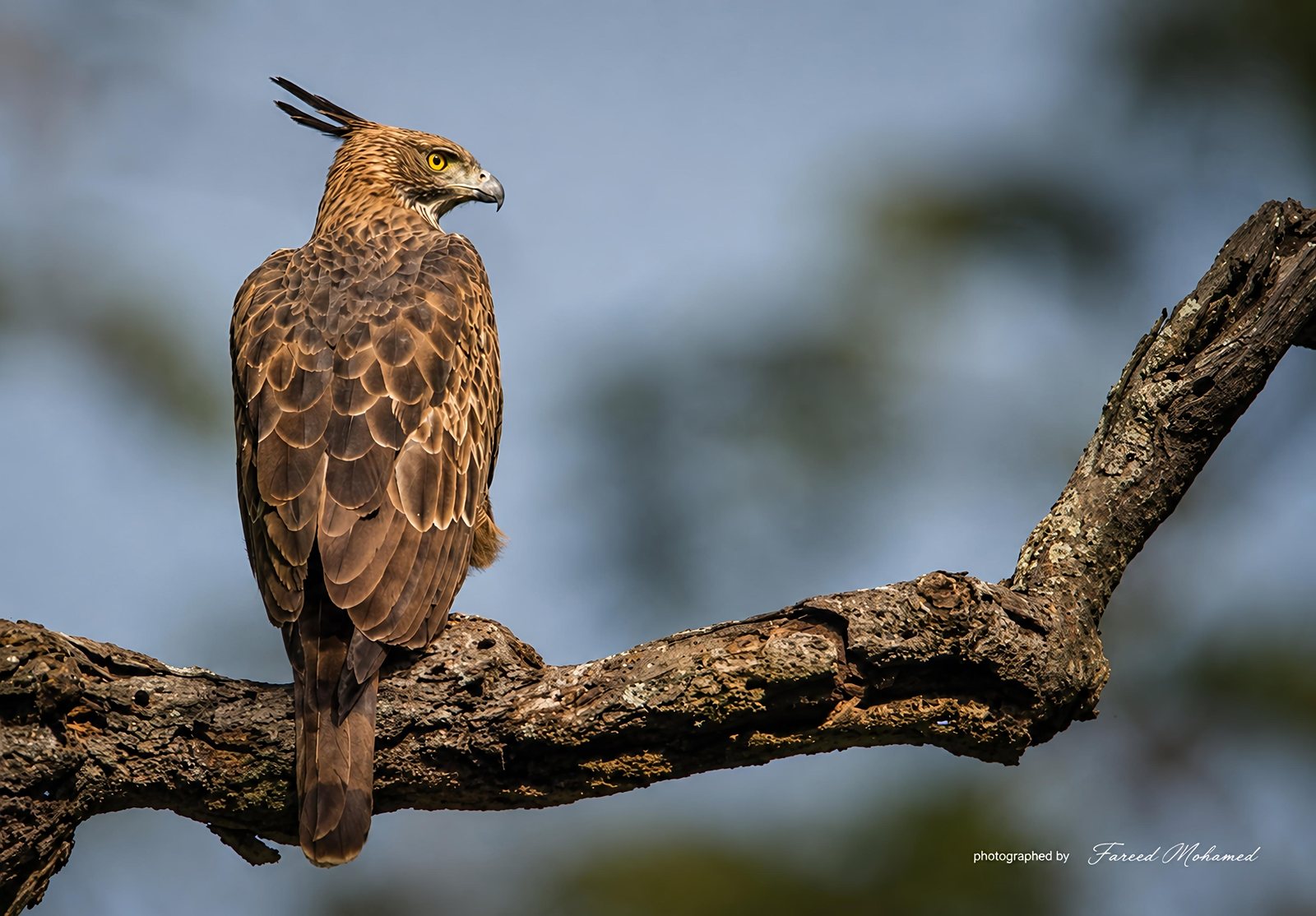 Changeable Hawk-Eagle photographed in India by Fareed Mohmed