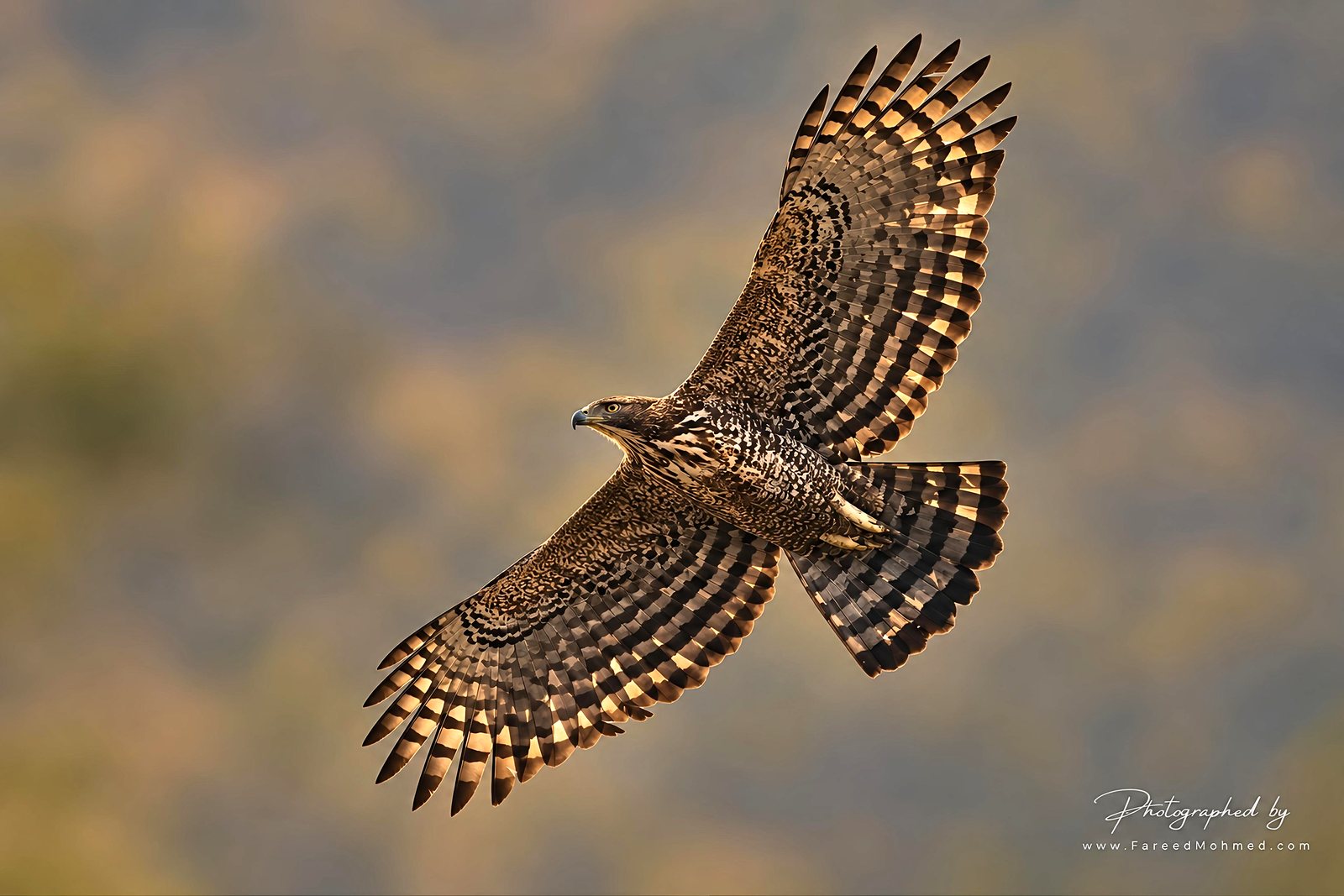 Mountain Hawk-Eagle photographed in India by Fareed Mohmed