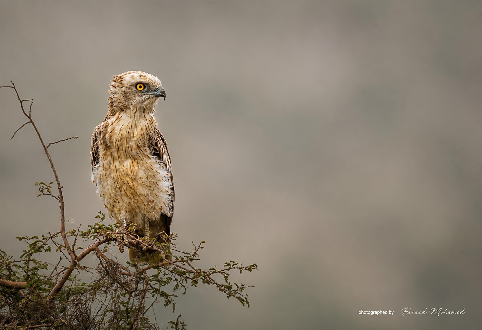 Short-toed Snake-Eagle photographed in India by Fareed Mohmed
