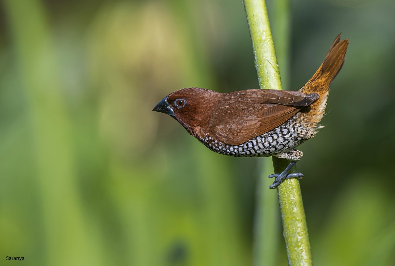 Scaly-breasted Munia photographed in India by Fareed Mohmed