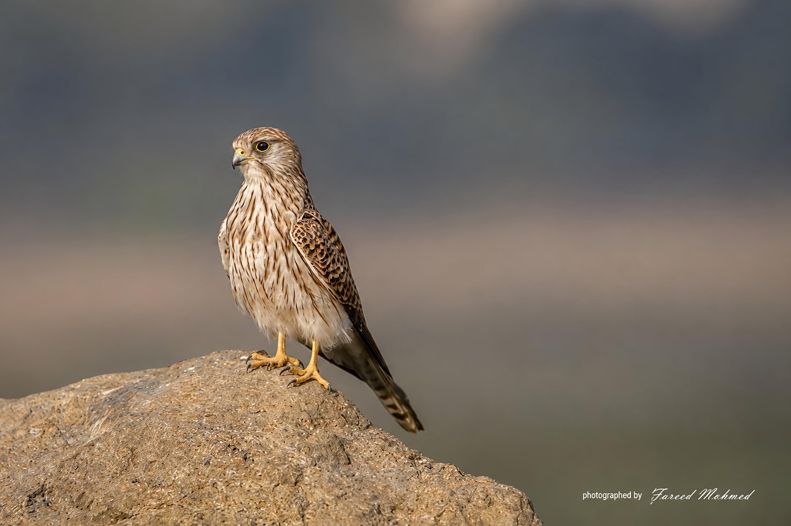 Eurasian Kestrel photographed in India by Fareed Mohmed
