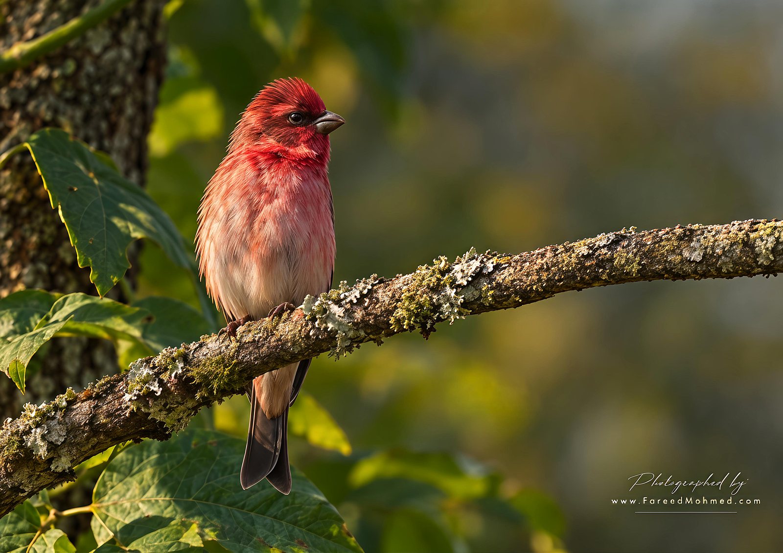 Common Rosefinch photographed in India by Fareed Mohmed