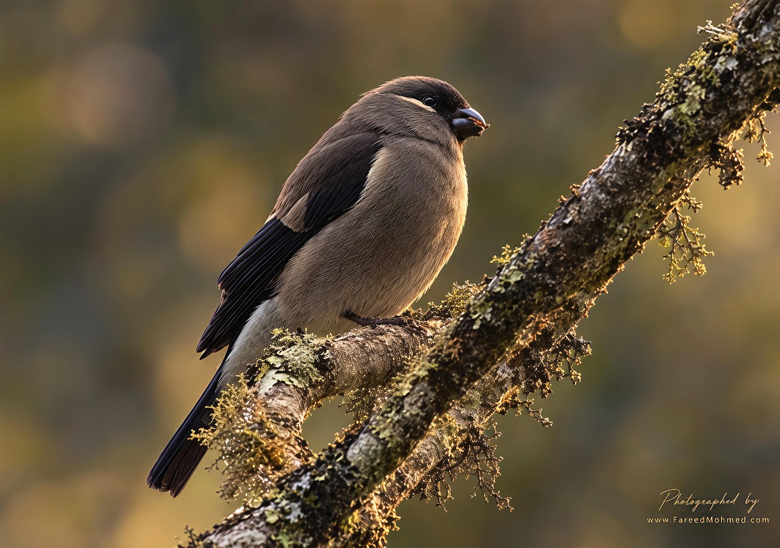 Gray-headed Bullfinch photographed in India by Fareed Mohmed